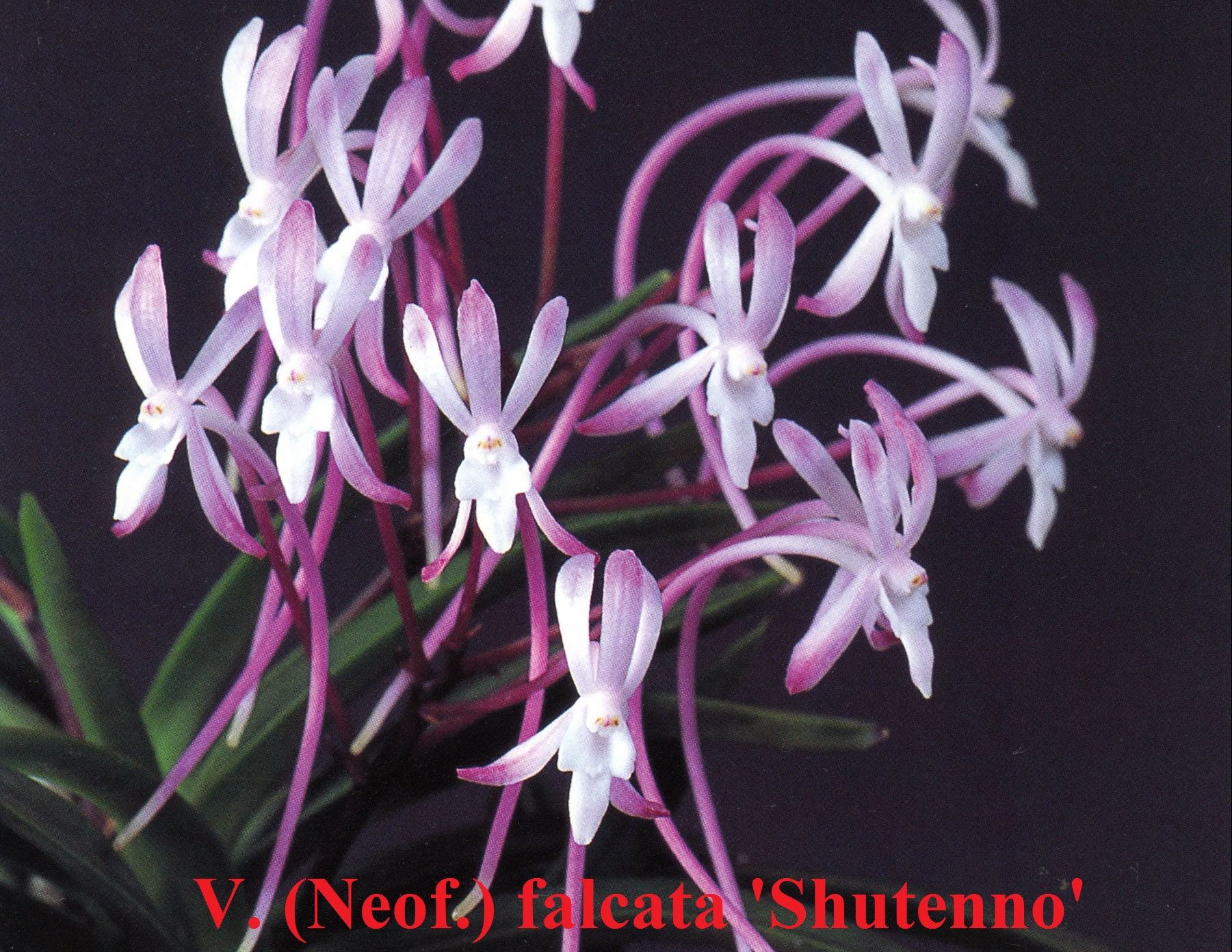 Neofinetia falcata