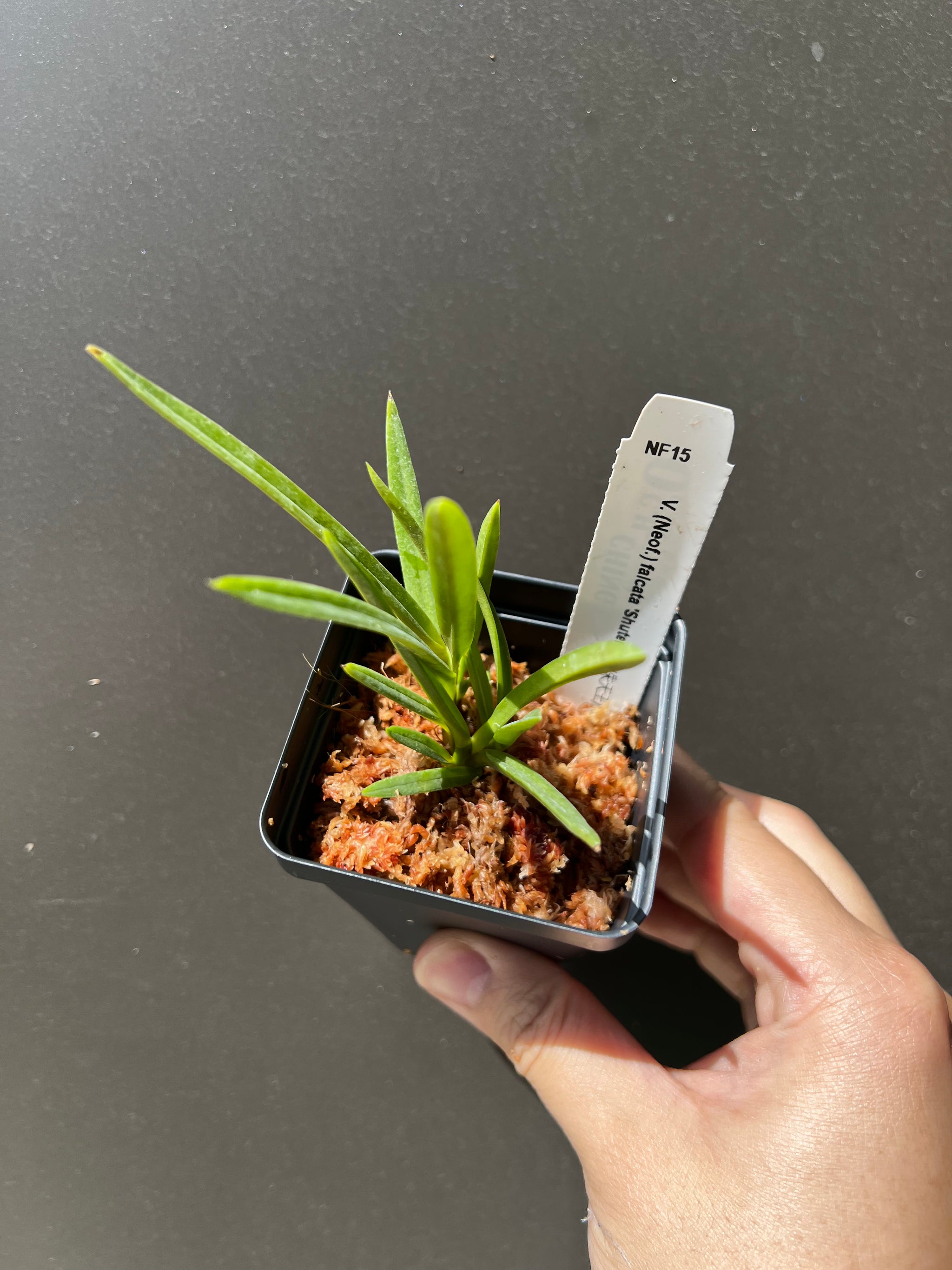 Fowering-size, Neofinetia falcata 'Shutenno' view 2