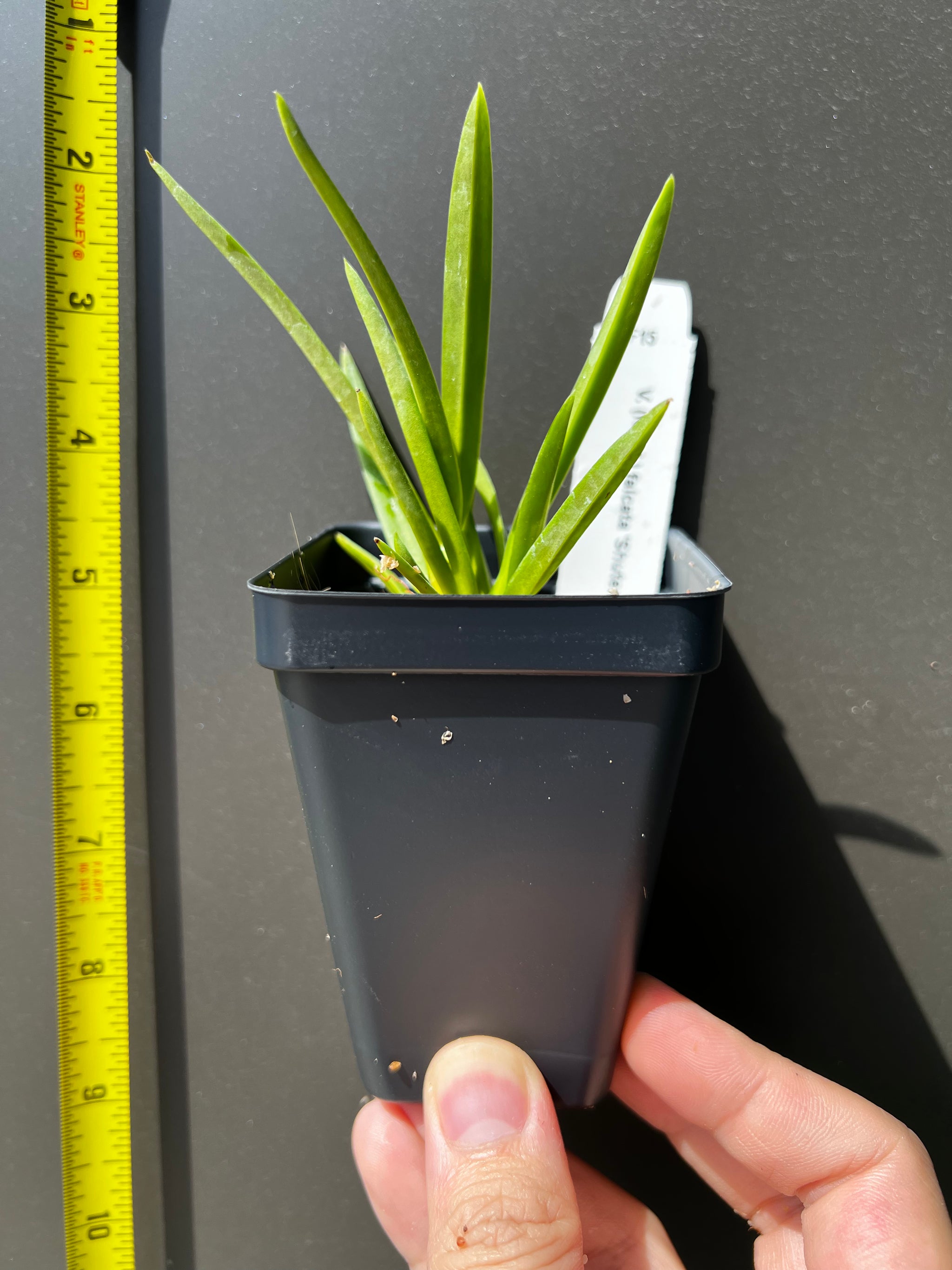 Fowering-size, Neofinetia falcata 'Shutenno' view 3