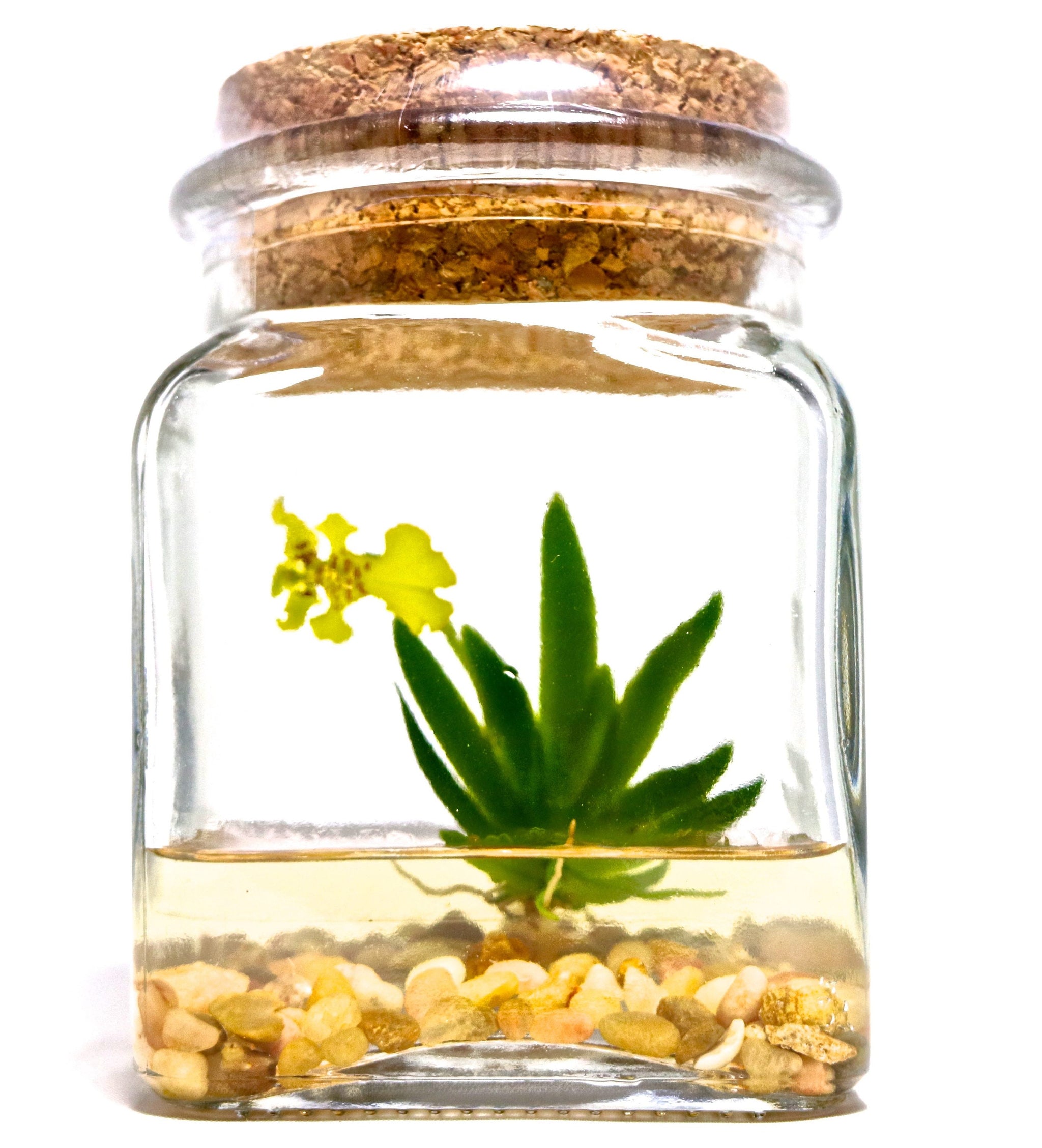 Orchid Terrarium-Miniature orchid/Glass Terrarium/Indoor G… view 4