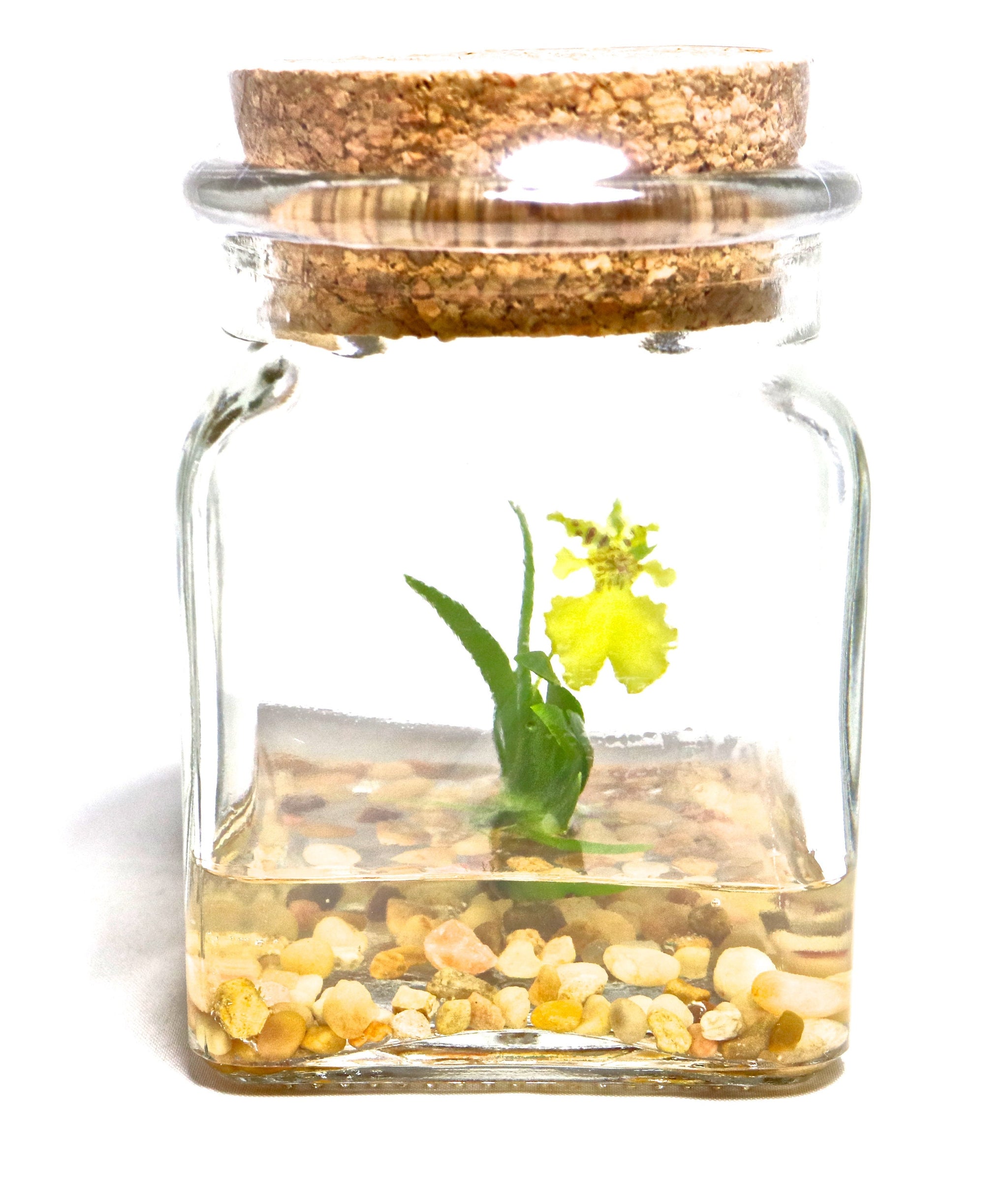 Orchid Terrarium-Miniature orchid/Glass Terrarium/Indoor G… view 5