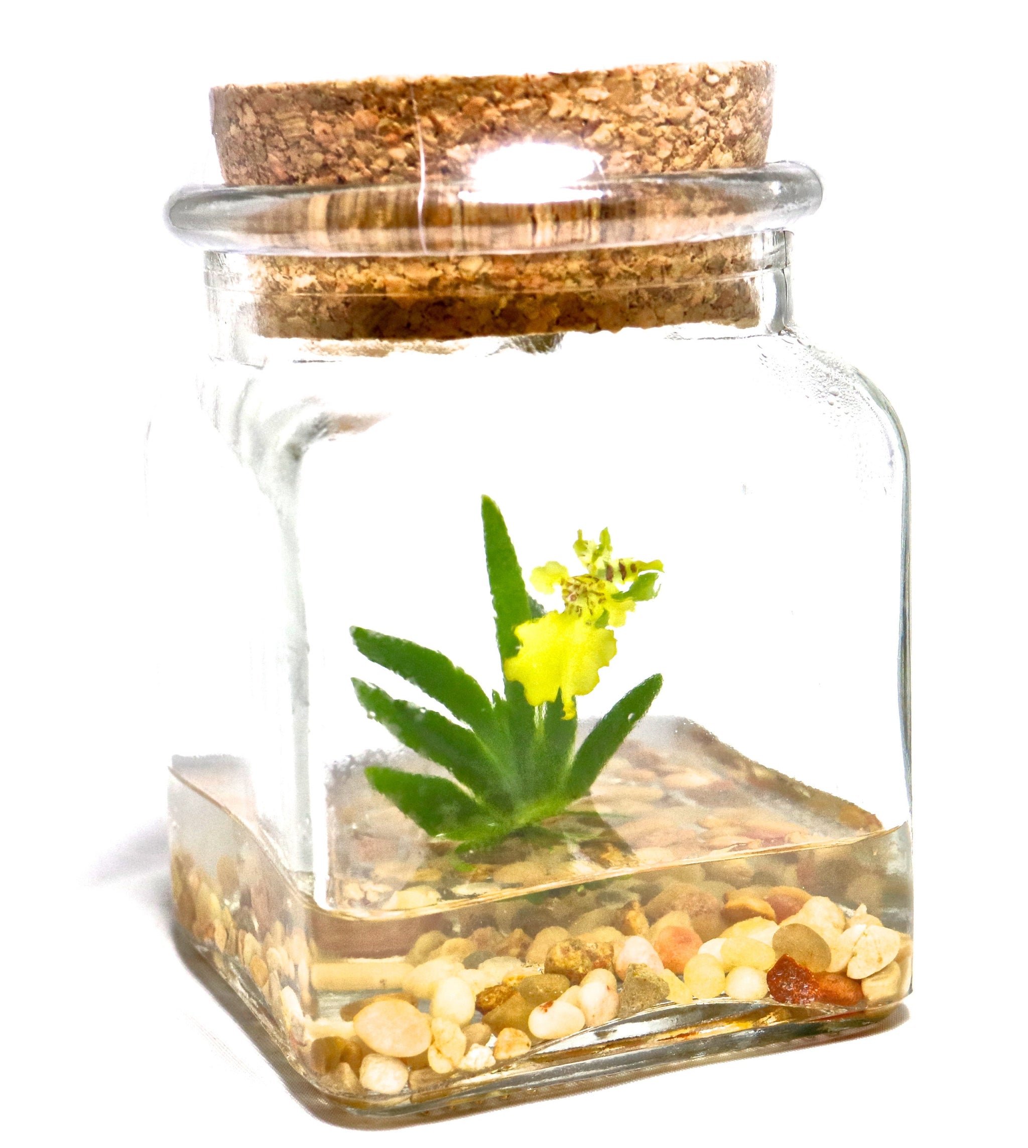 Orchid Terrarium-Miniature orchid/Glass Terrarium/Indoor G… view 6