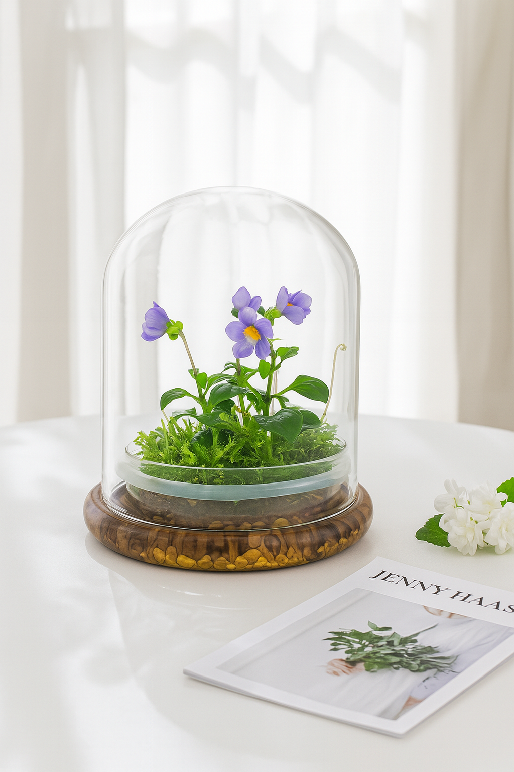 Persian Violet (Exacum Affine) with Sundew Moss view 5