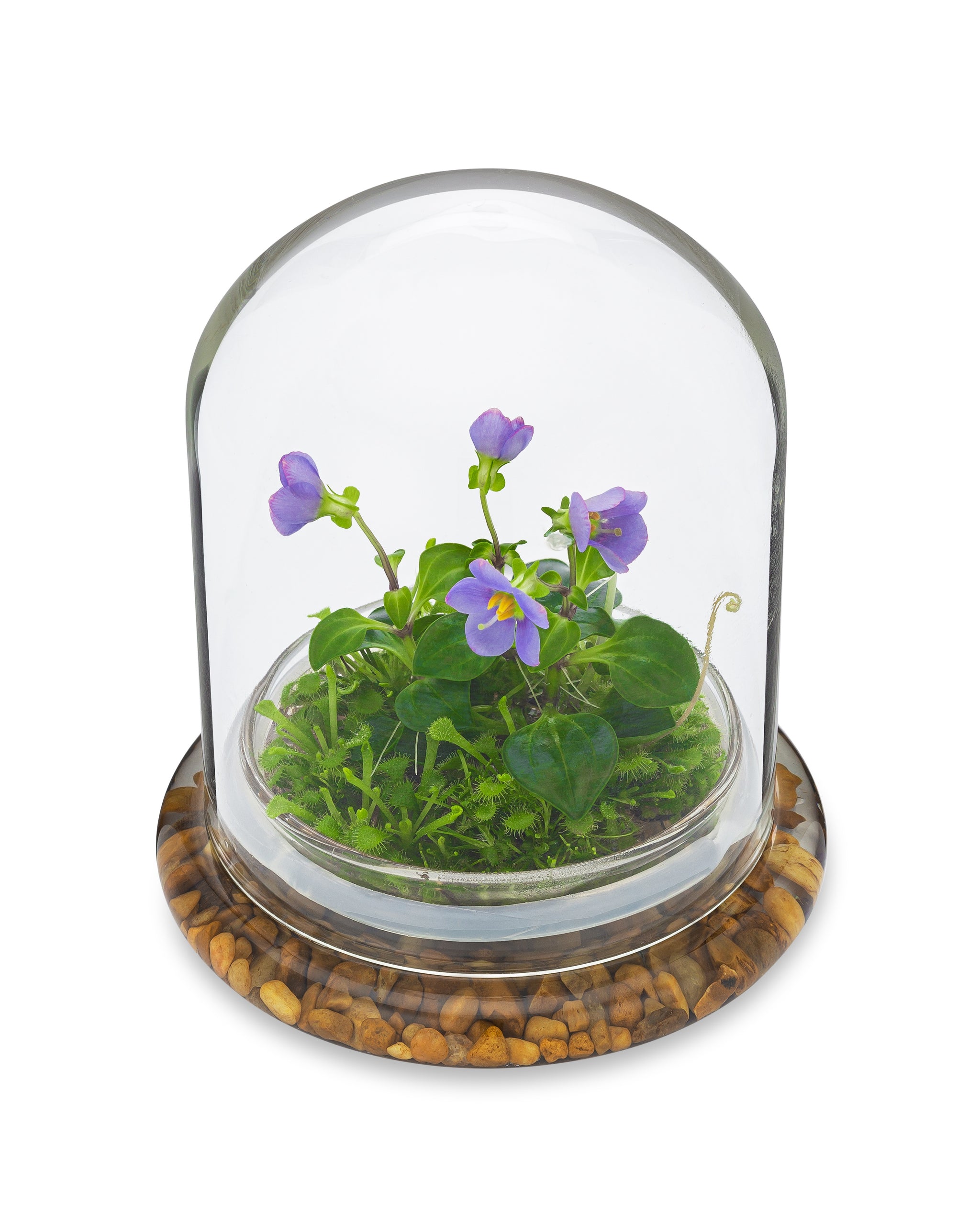 Persian Violet (Exacum Affine) with Sundew Moss view 6