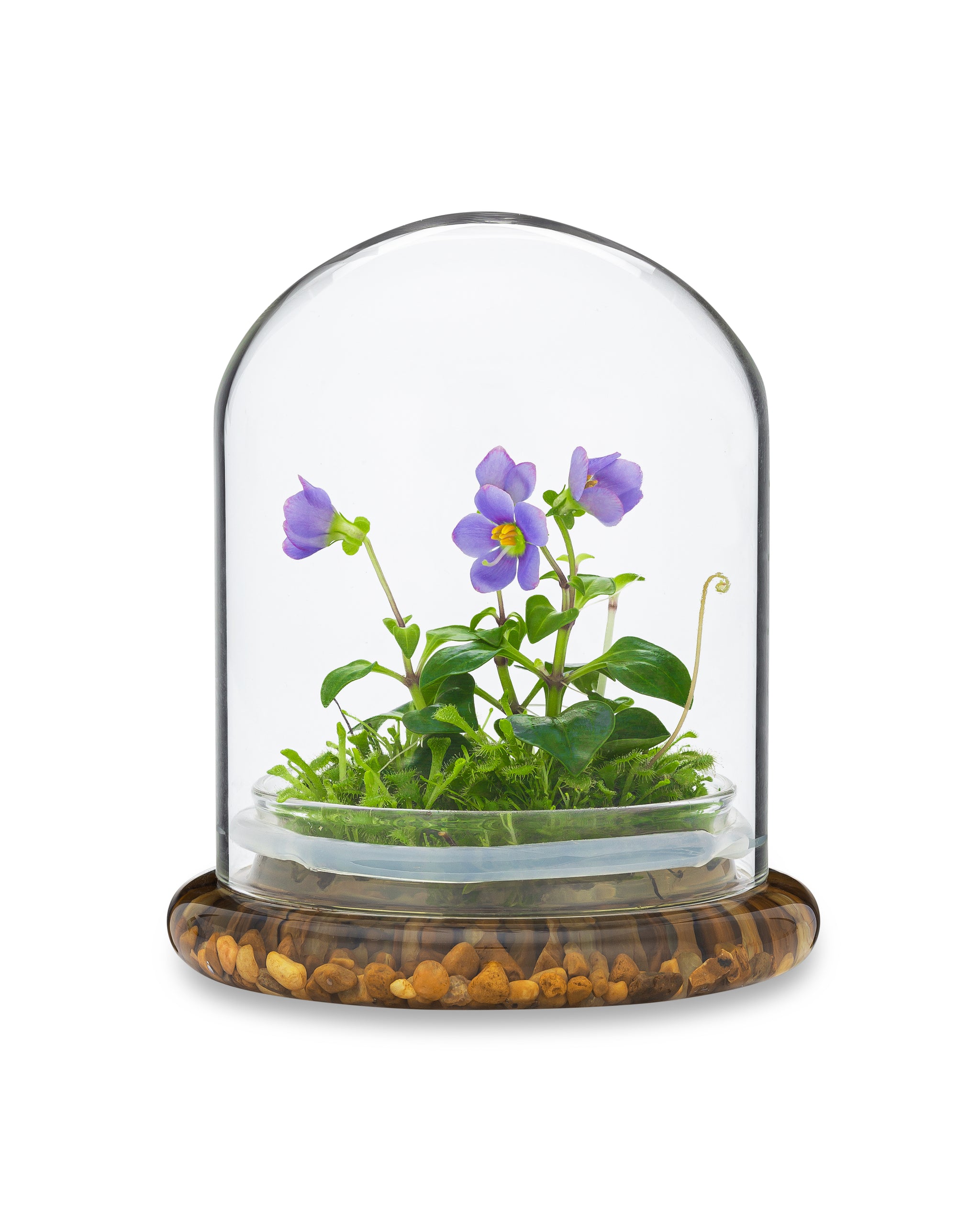 Persian Violet (Exacum Affine) with Sundew Moss view 7