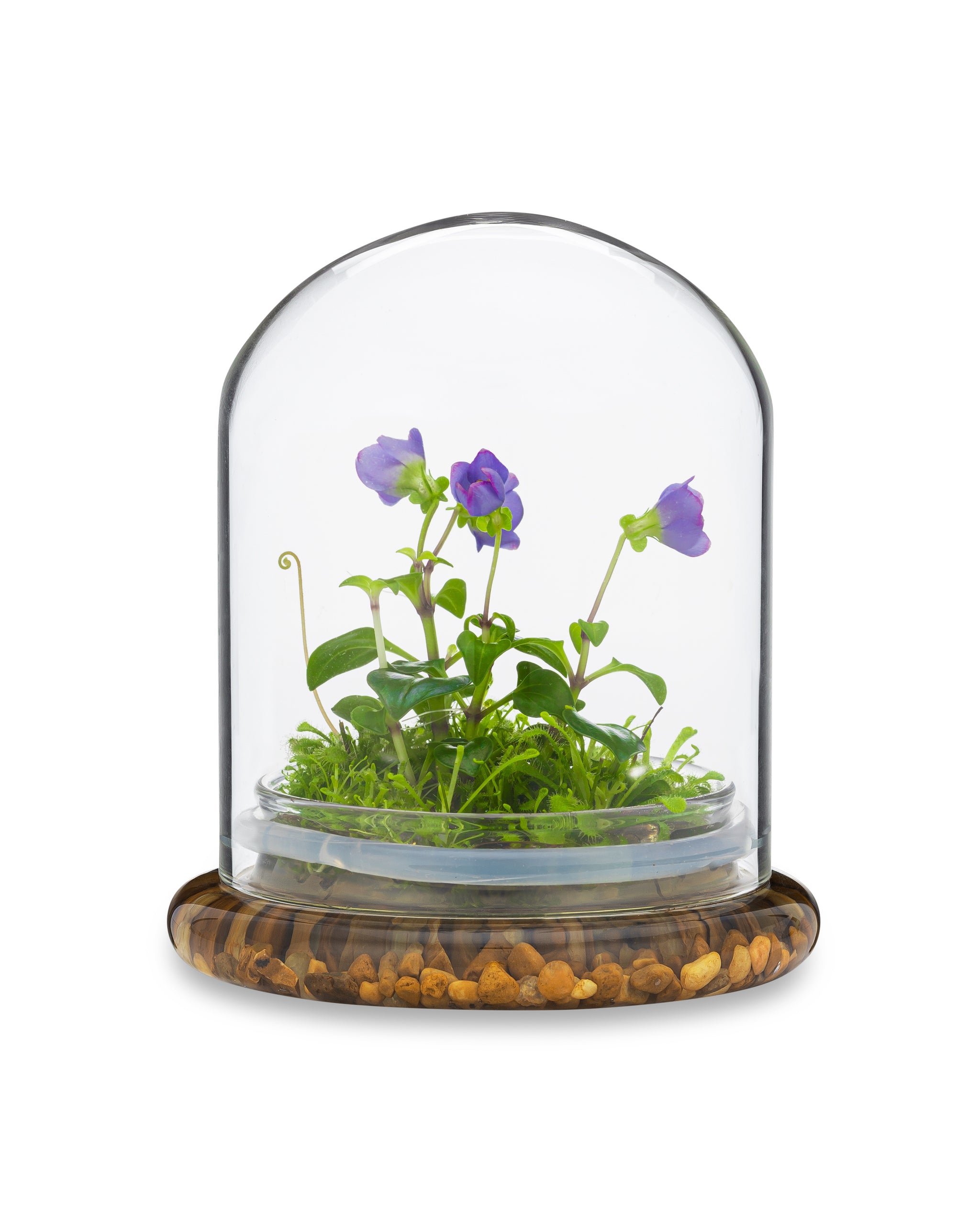 Persian Violet (Exacum Affine) with Sundew Moss view 8