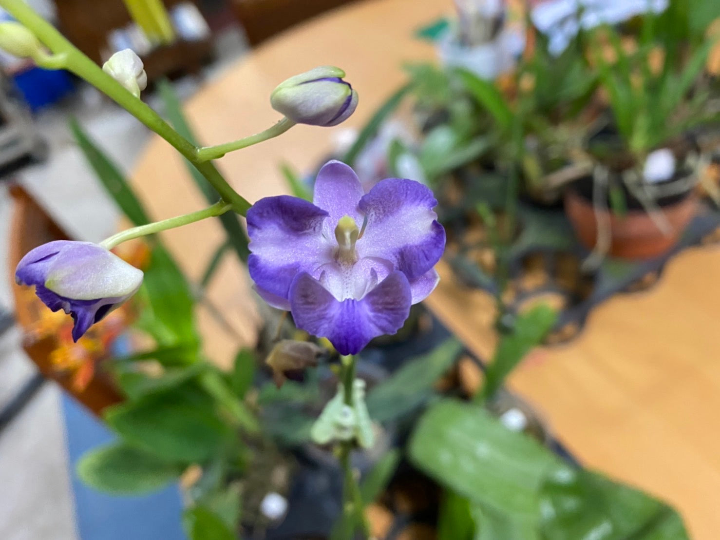 Phalaenopsis pulcherrima