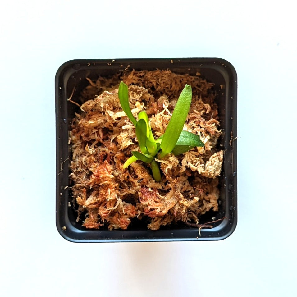 [NEW] Phalaenopsis Pulcherrima Coerulea Splash view 2