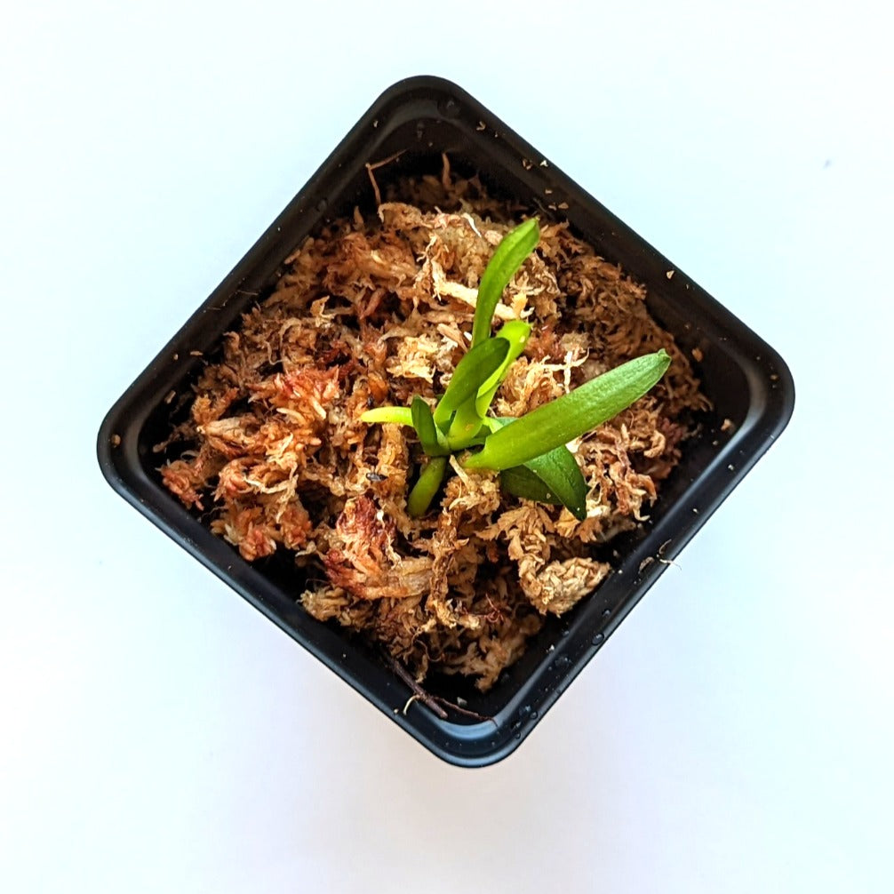 [NEW] Phalaenopsis Pulcherrima Coerulea Splash view 3
