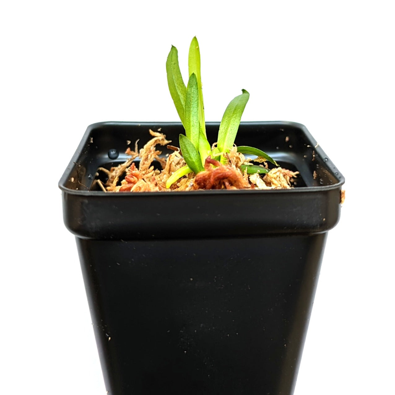 [NEW] Phalaenopsis Pulcherrima Coerulea Splash view 4