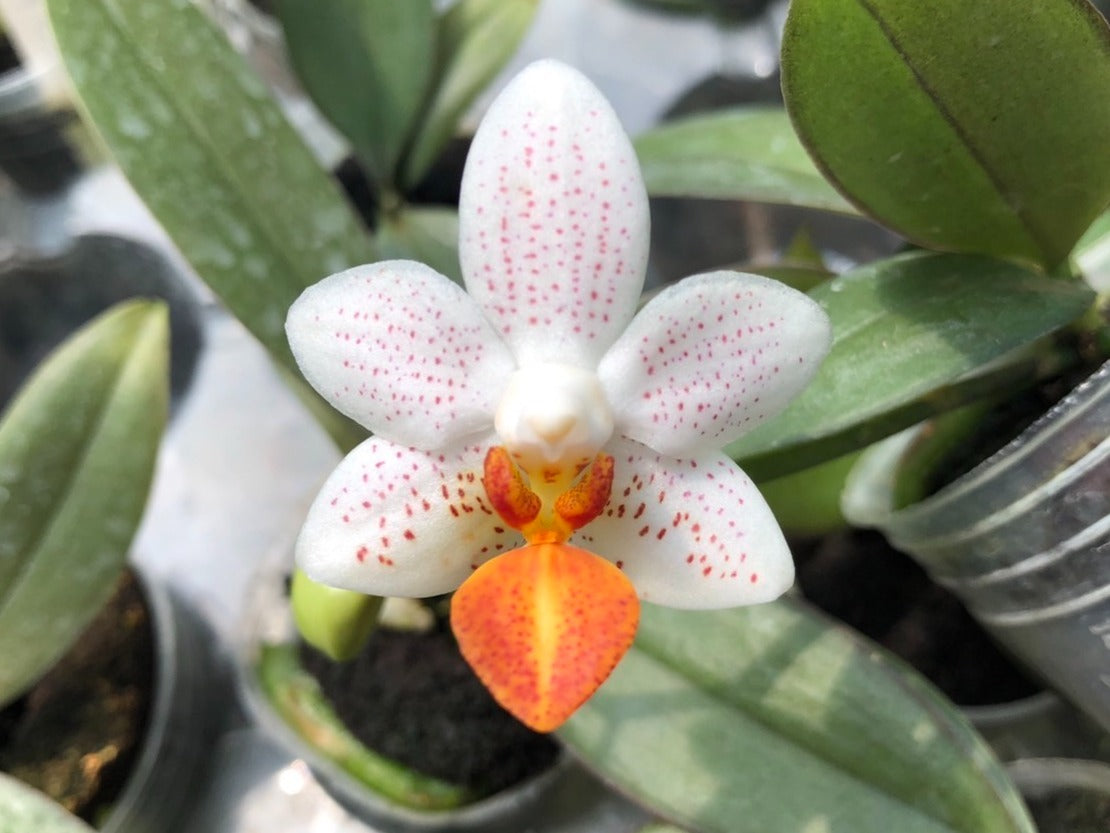 Phalaenopsis mini