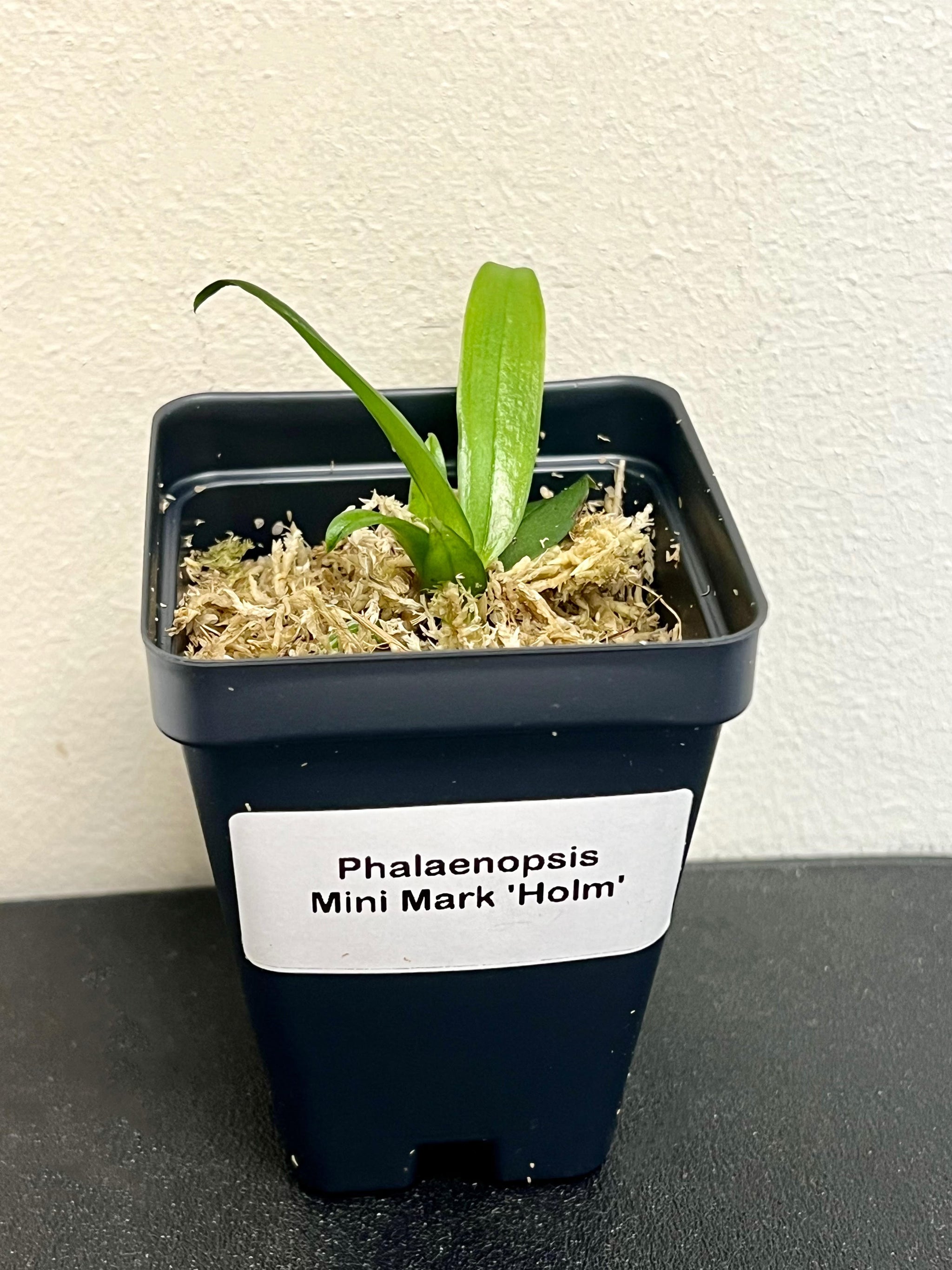 [BEST SELLER] Phalaenopsis Mini Mark 'Holm' view 2