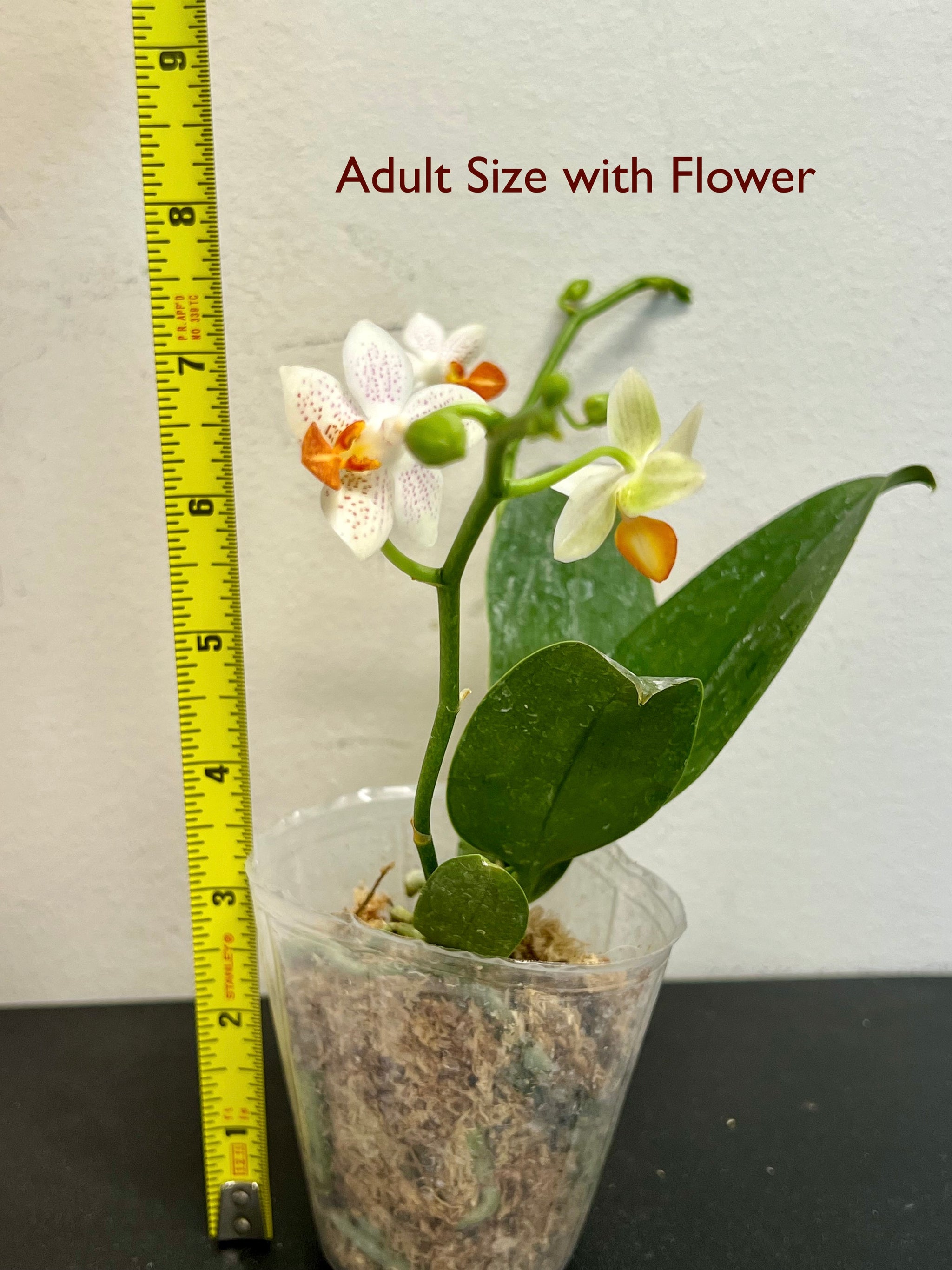 [BEST SELLER] Phalaenopsis Mini Mark 'Holm' view 3