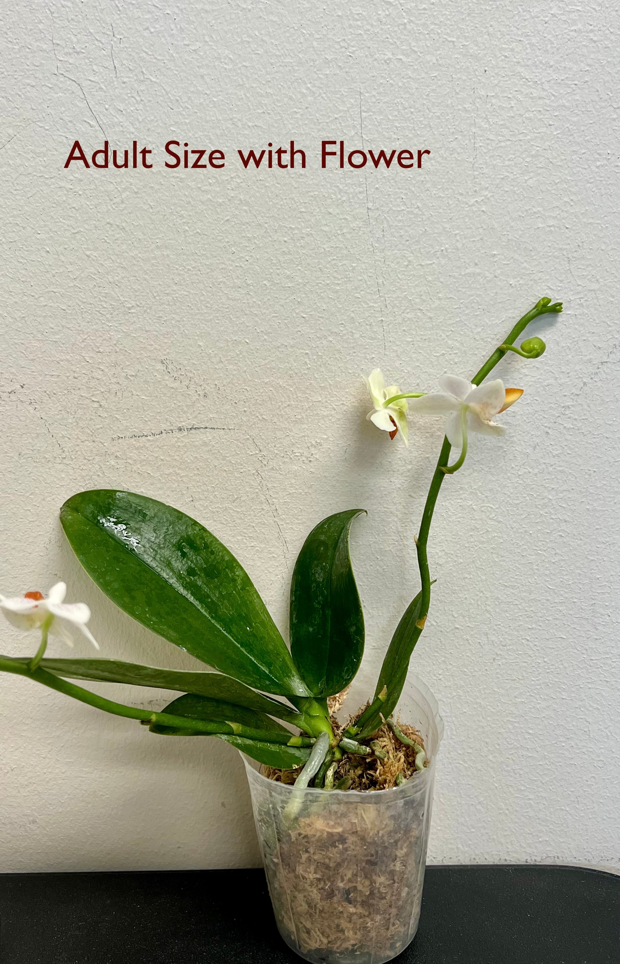 [BEST SELLER] Phalaenopsis Mini Mark 'Holm' view 4