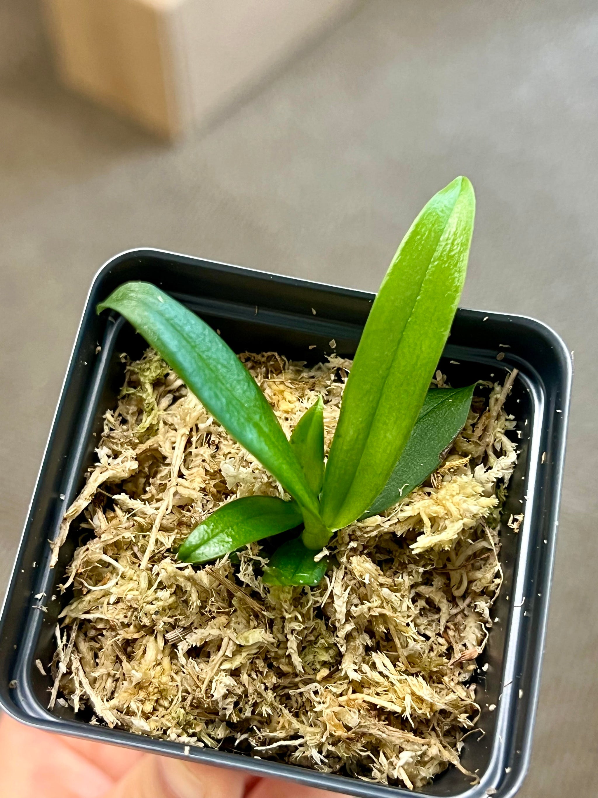 [BEST SELLER] Phalaenopsis Mini Mark 'Holm' view 5