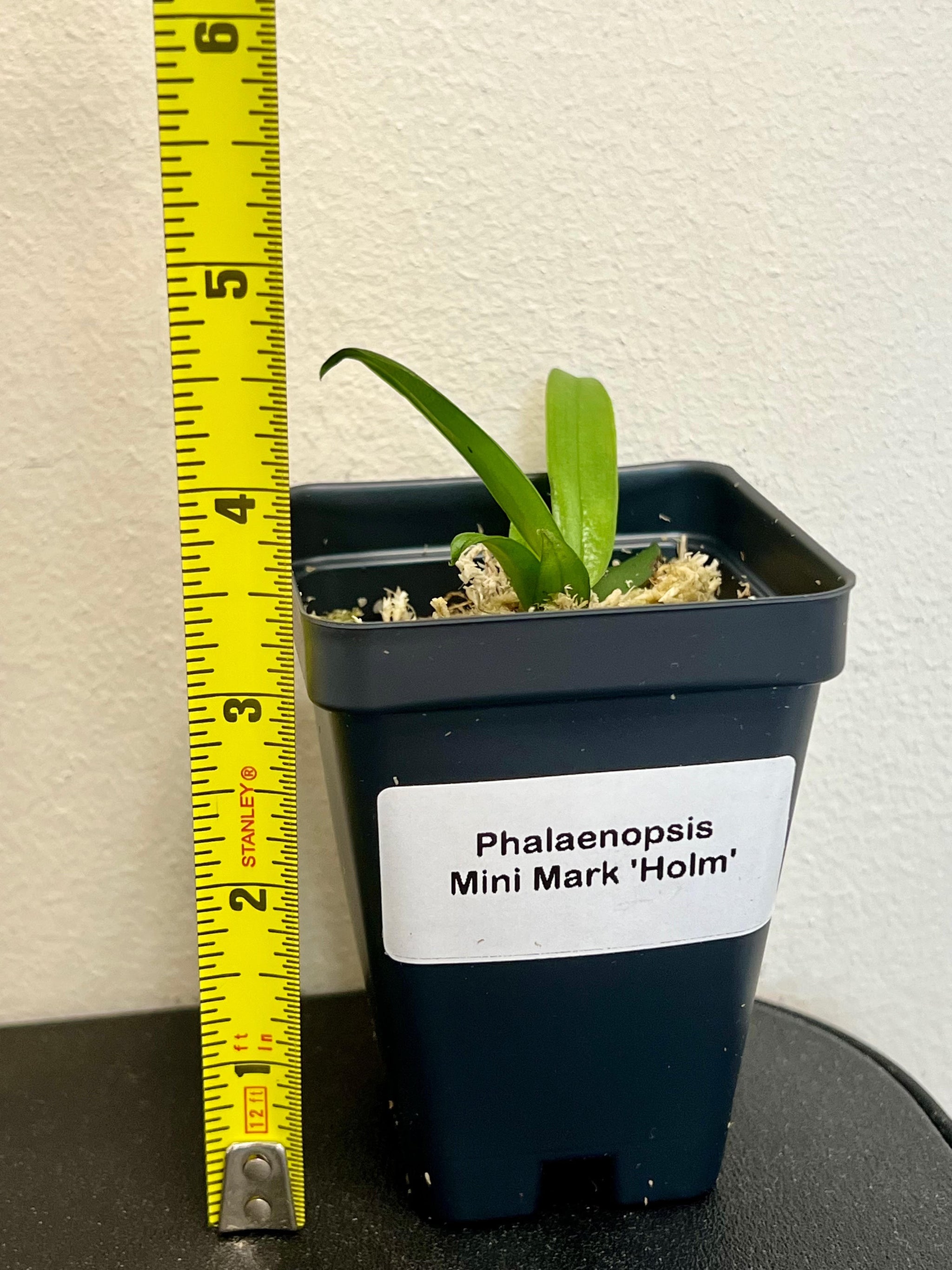 [BEST SELLER] Phalaenopsis Mini Mark 'Holm' view 6