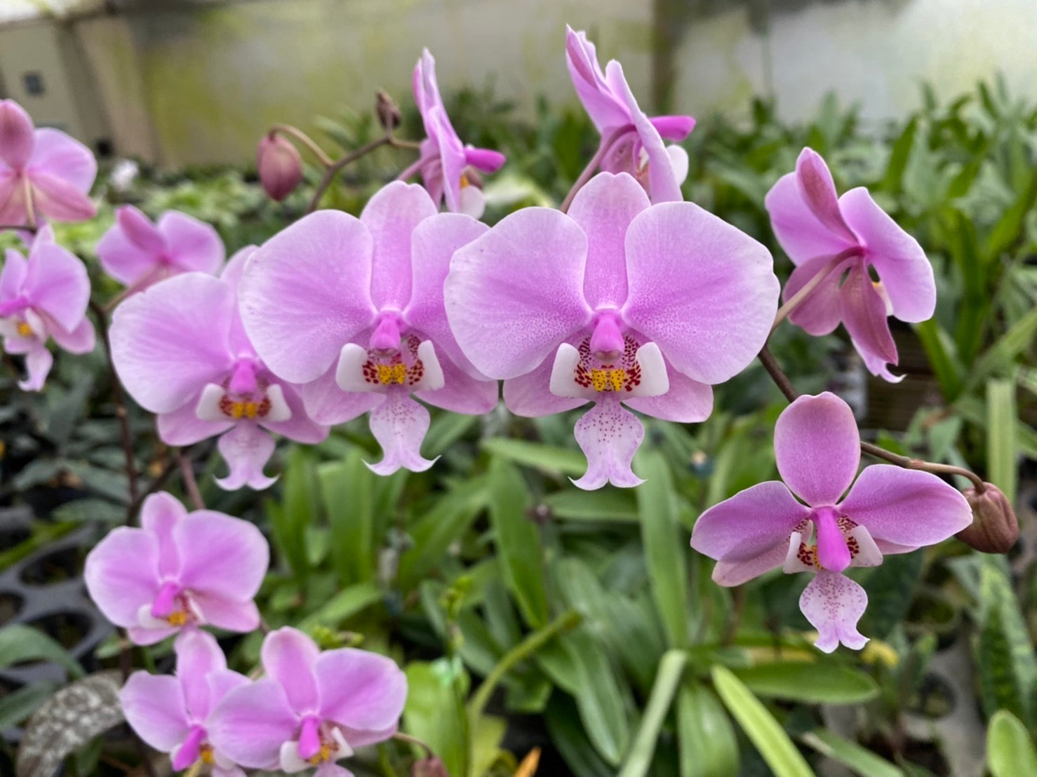Phalaenopsis schilleriana