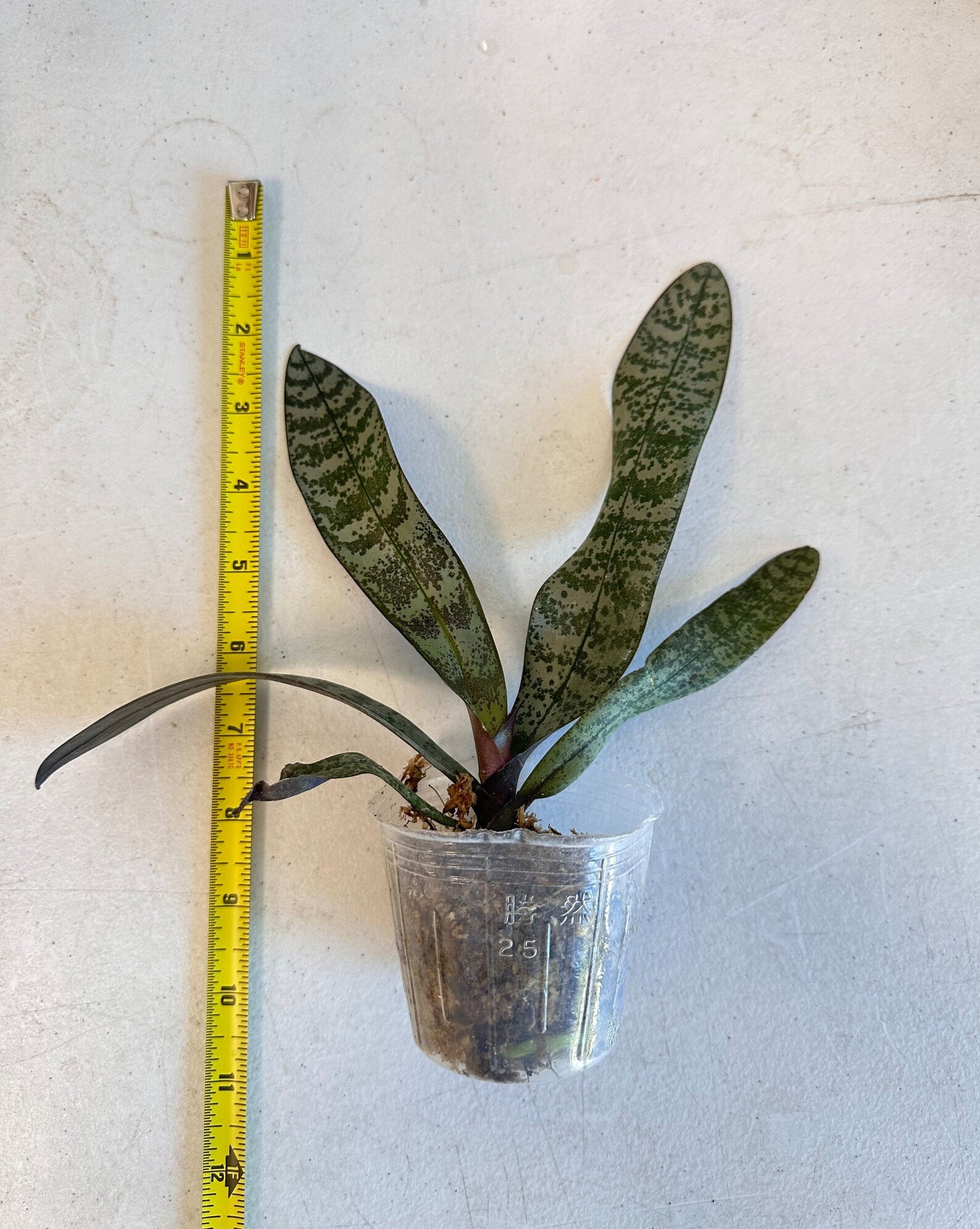 Phalaenopsis Schilleriana 'TKB' view 2