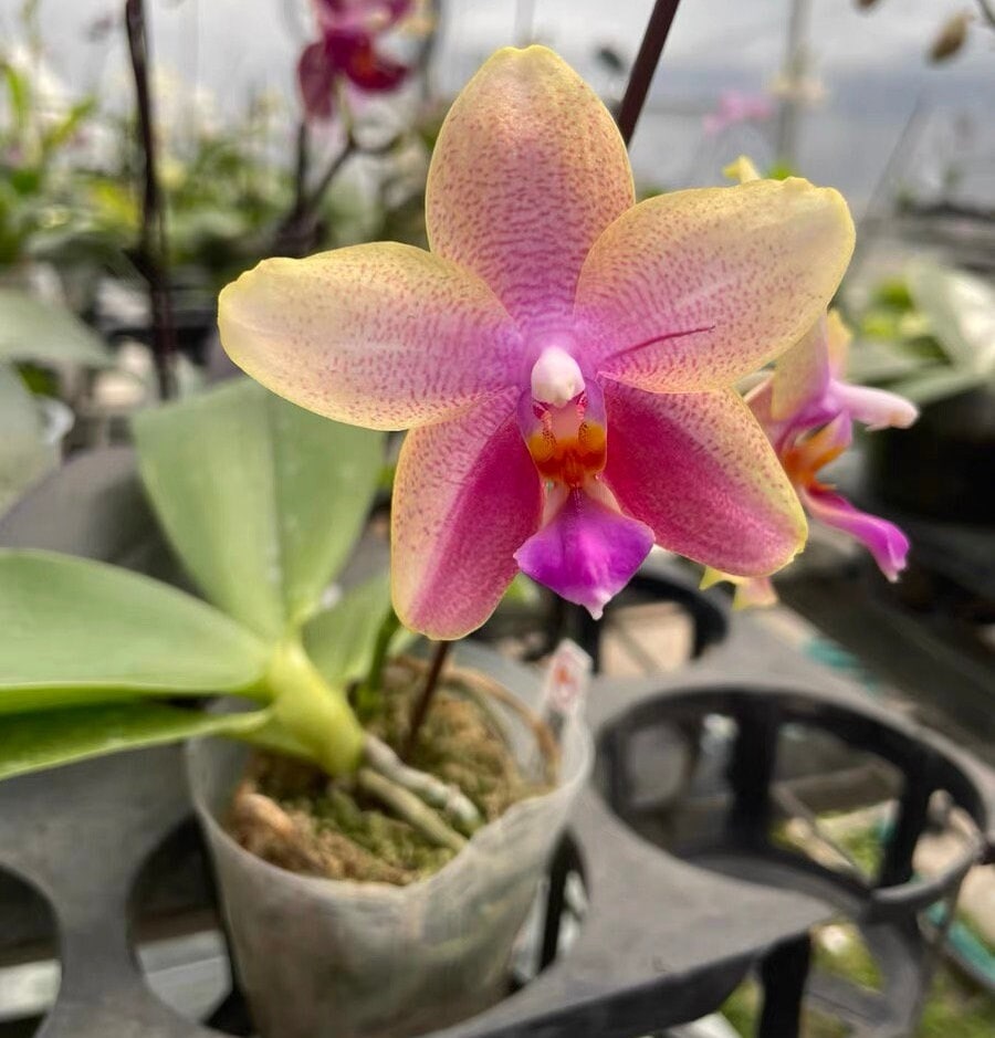 Phalaenopsis sweet