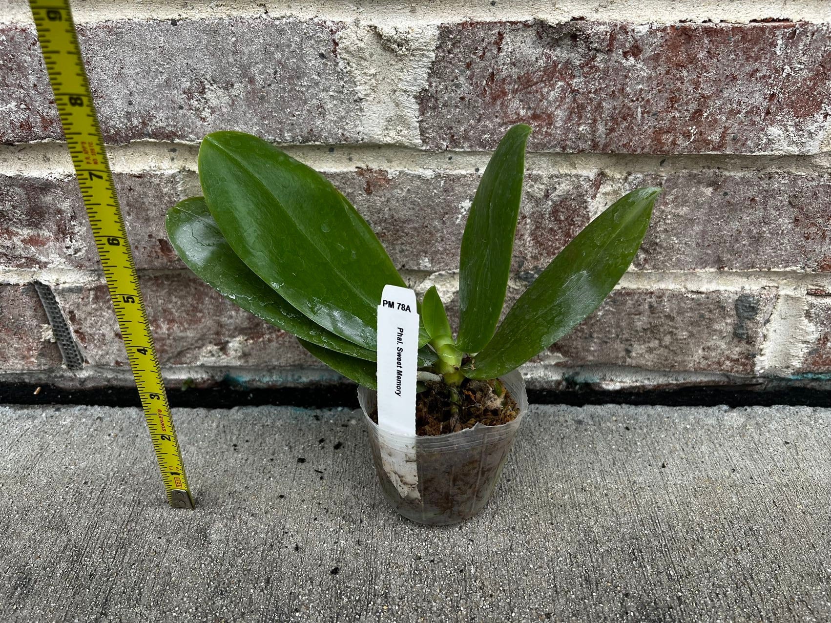 Phalaenopsis Sweet Memory-Liodoro view 2