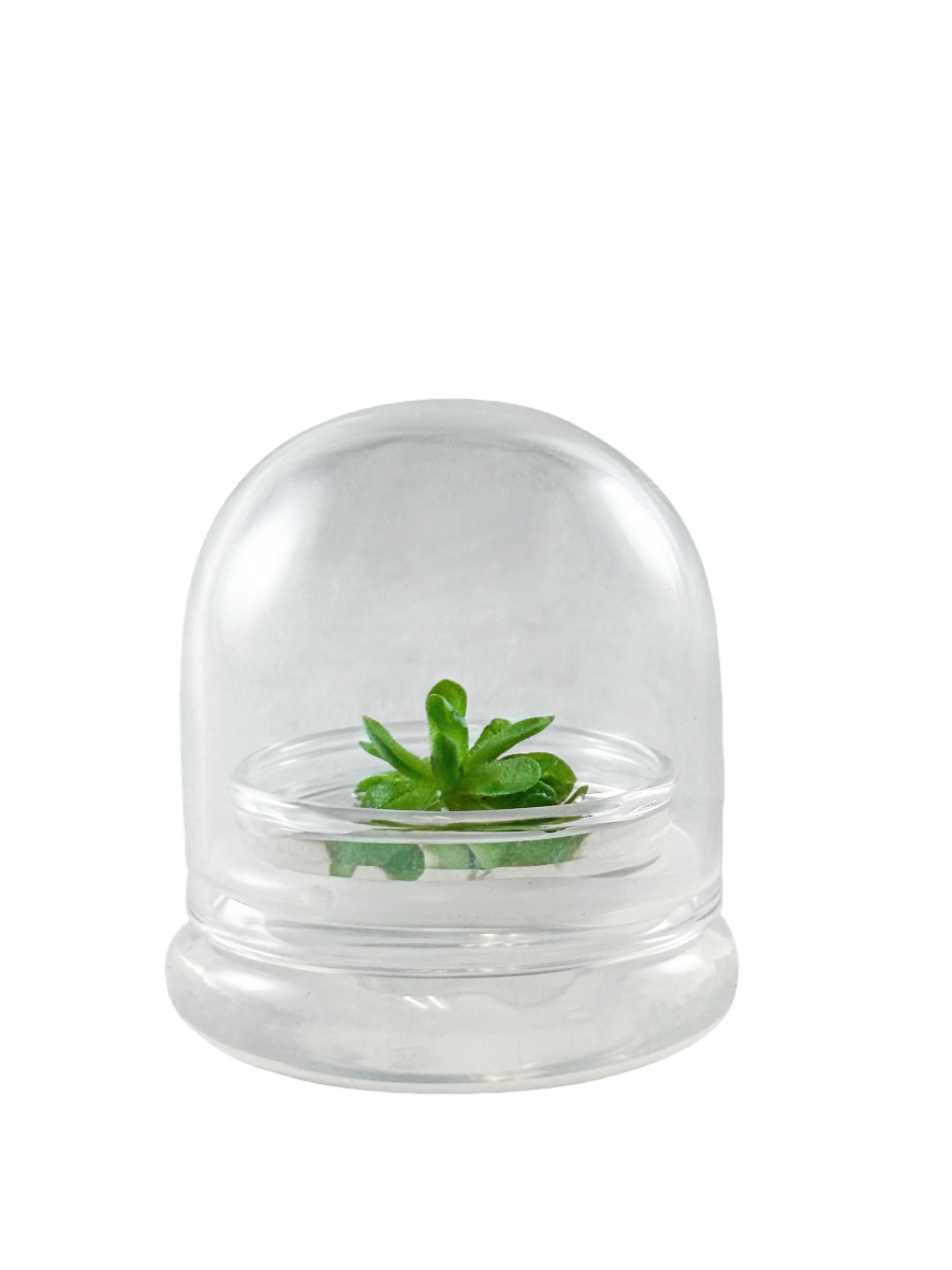 Live Pinguicula esseriana (Mexican Butterwort) in Glass Te… view 6