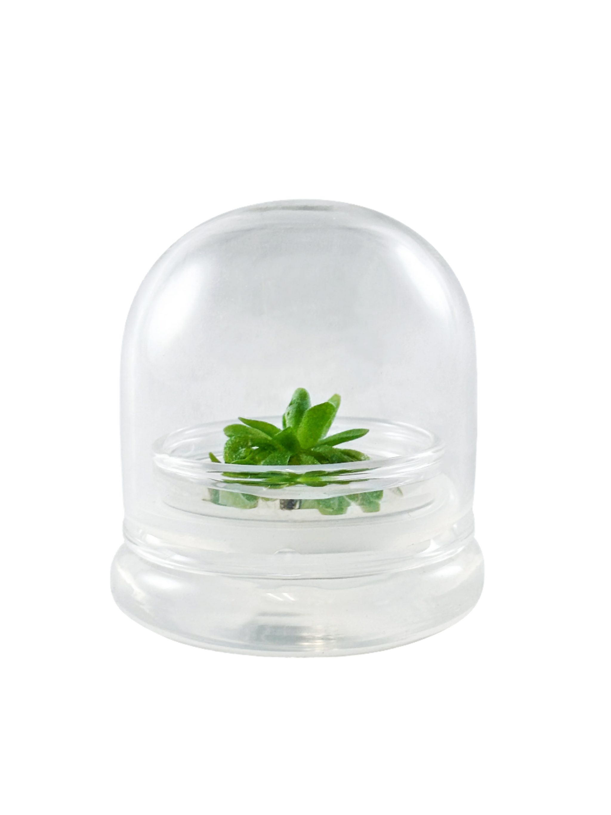 Live Pinguicula esseriana (Mexican Butterwort) in Glass Te… view 8