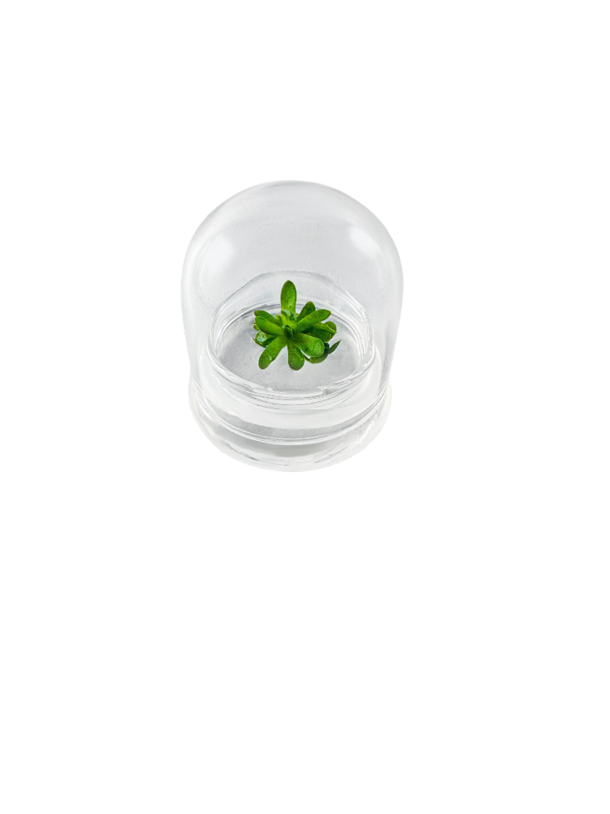 Live Pinguicula esseriana (Mexican Butterwort) in Glass Te… view 10