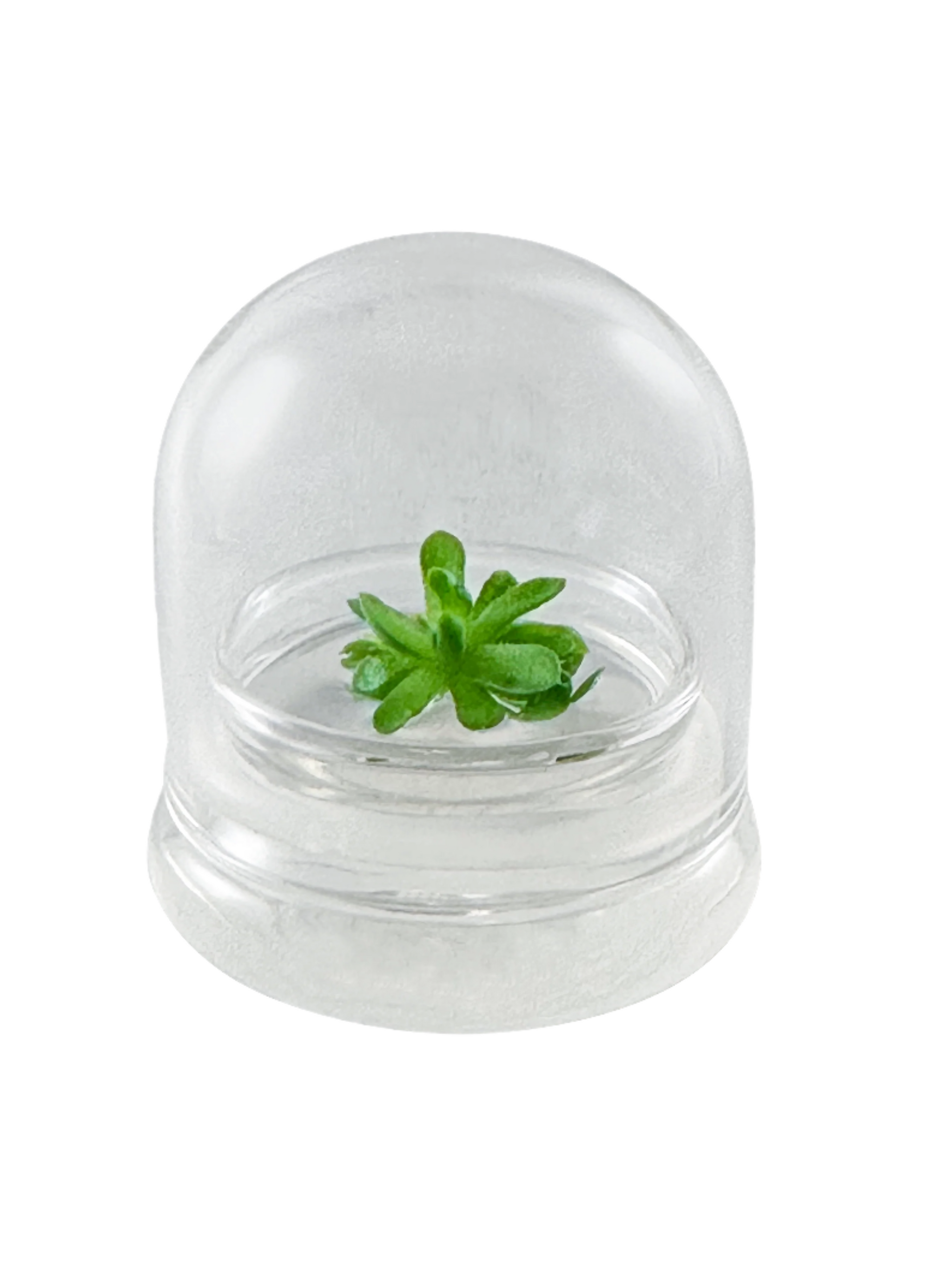 Live Pinguicula esseriana (Mexican Butterwort) in Glass Te… view 11