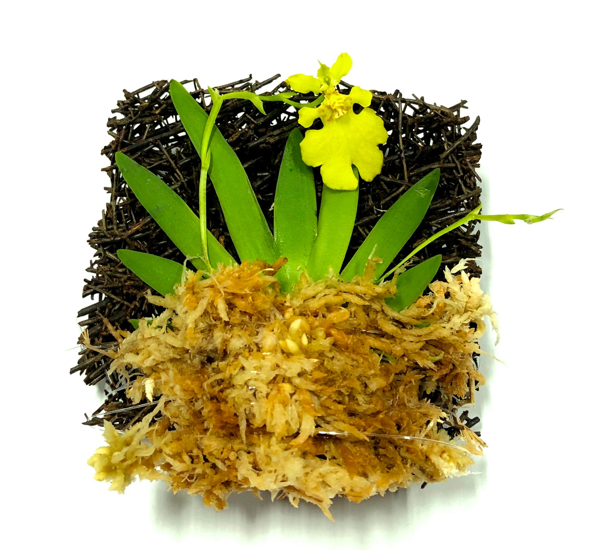 Psygmorchis pusilla