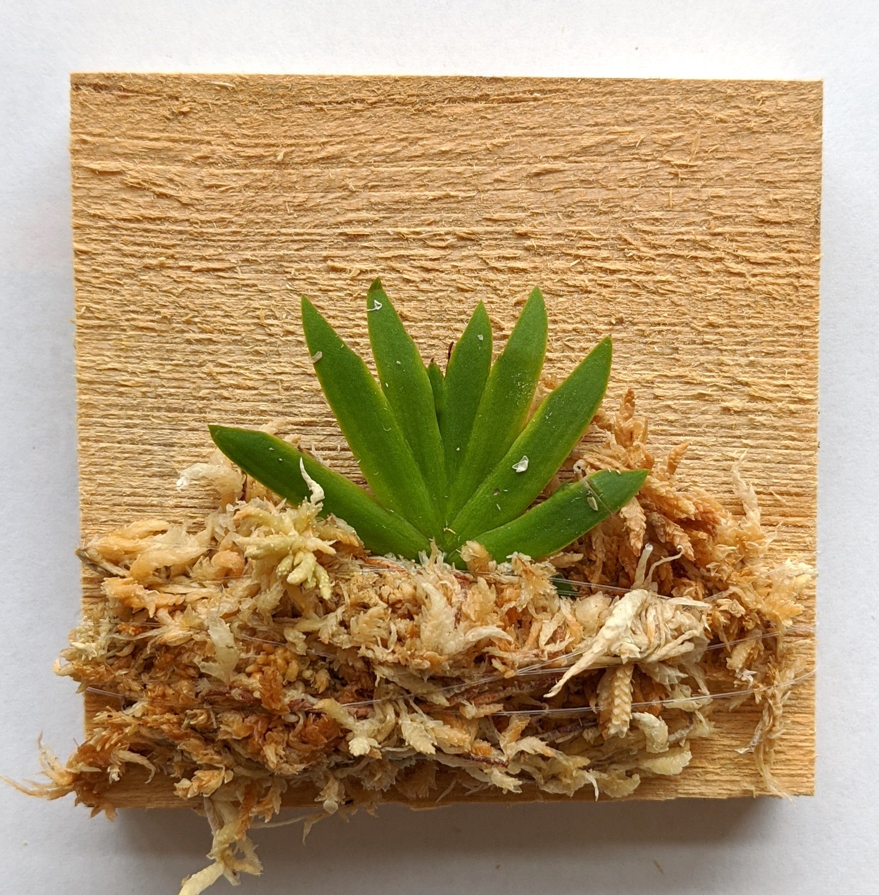 Psygmorchis Pusilla, Miniature Oncidium Orchid, Wood Mount view 2