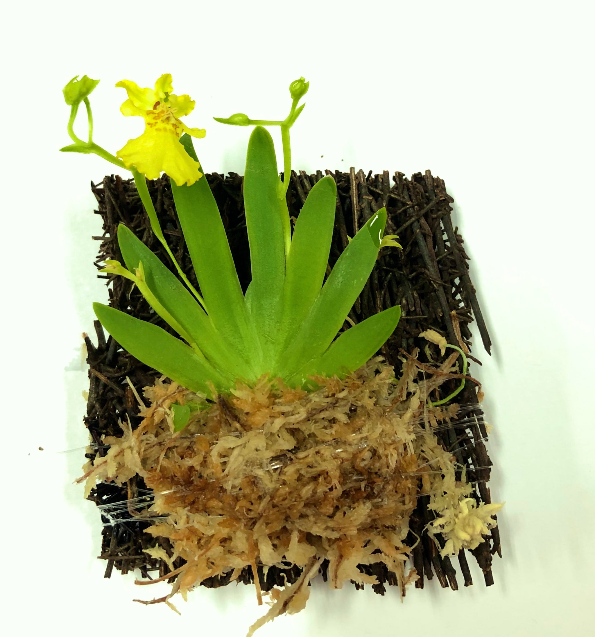 Psygmorchis Pusilla, Miniature Oncidium Orchid, Wood Mount view 3