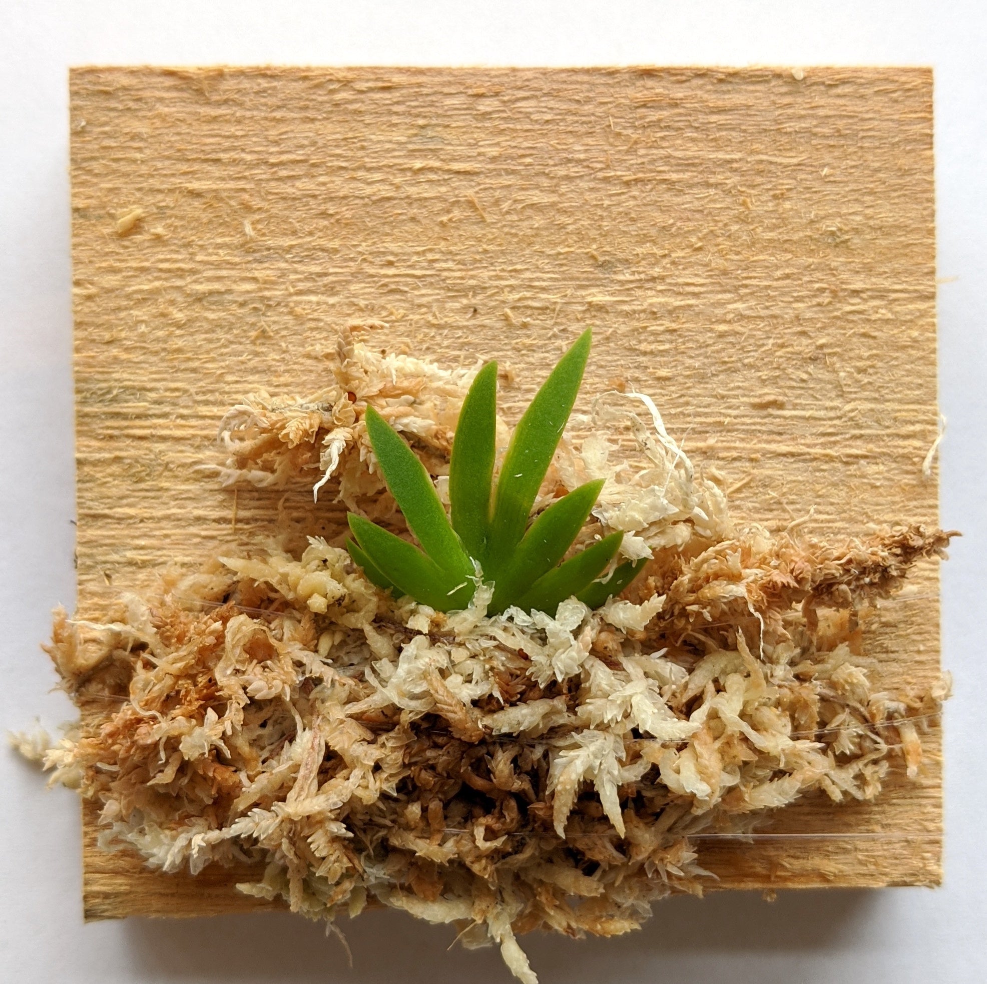 Psygmorchis Pusilla, Miniature Oncidium Orchid, Wood Mount view 4