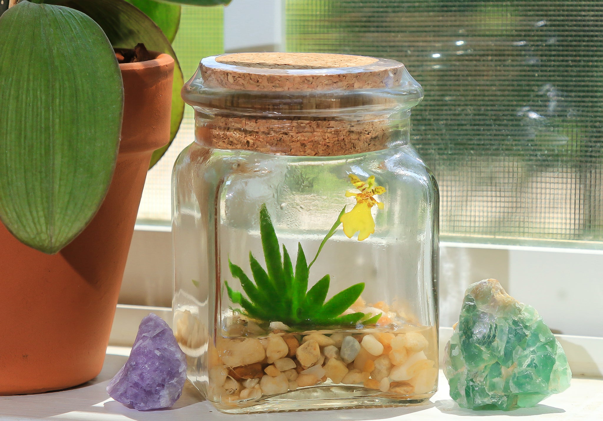 Live Miniature Orchid Terrarium view 2