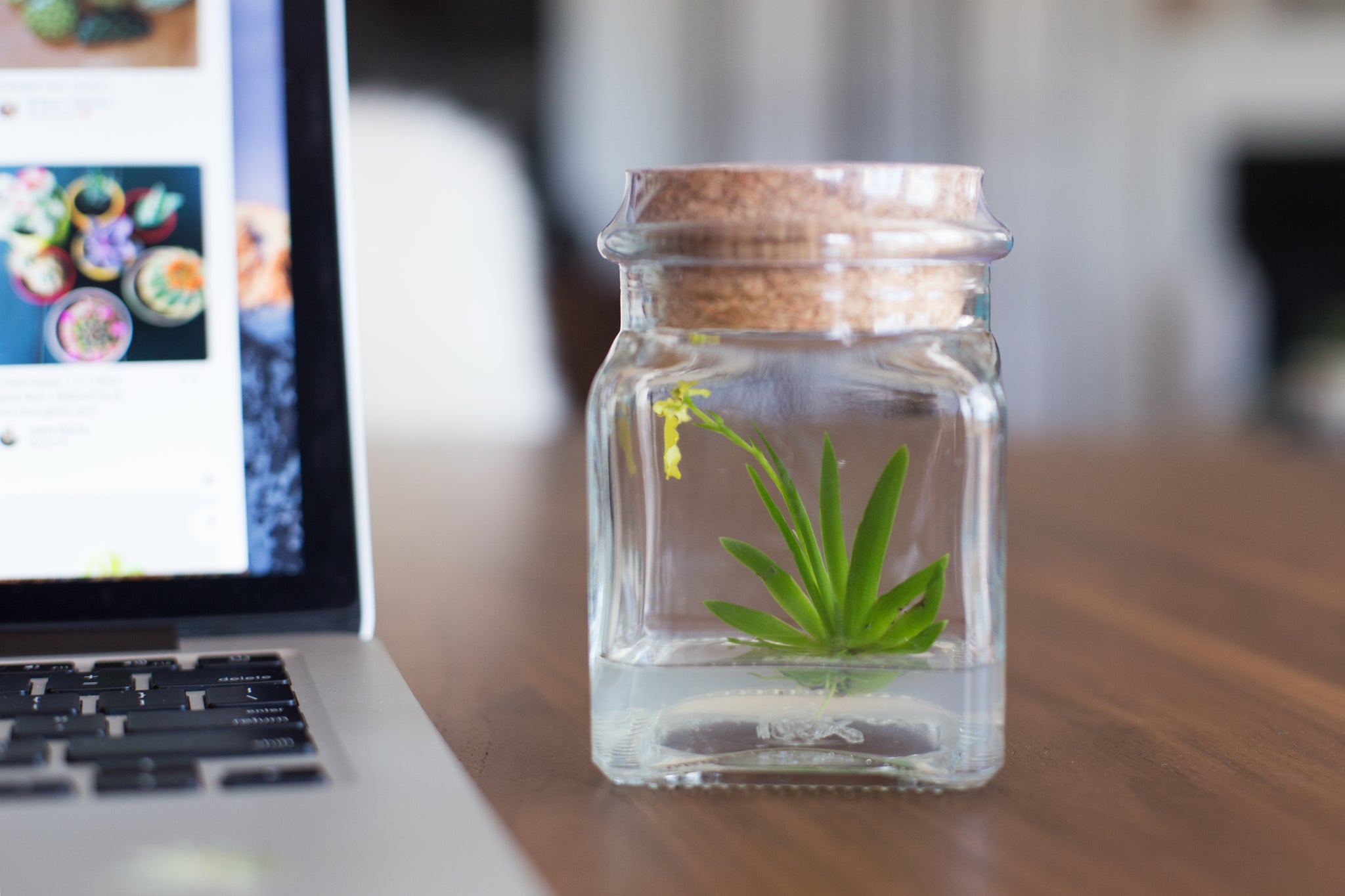 Live Miniature Orchid Terrarium view 5