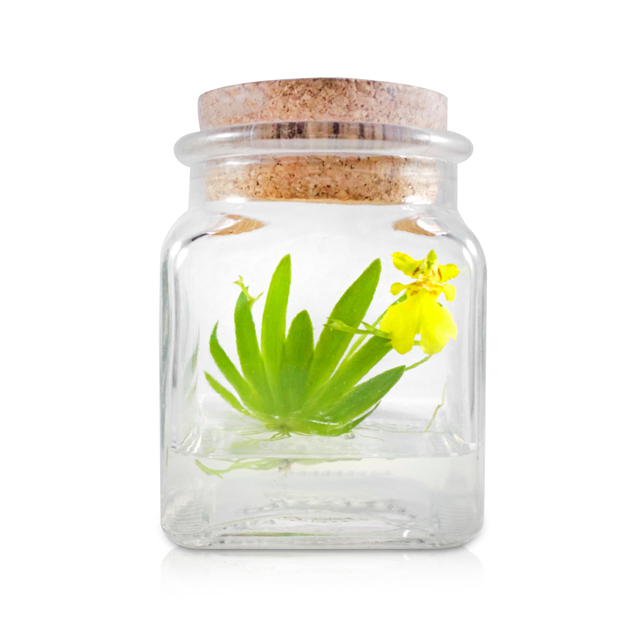 Live Miniature Orchid Terrarium view 6