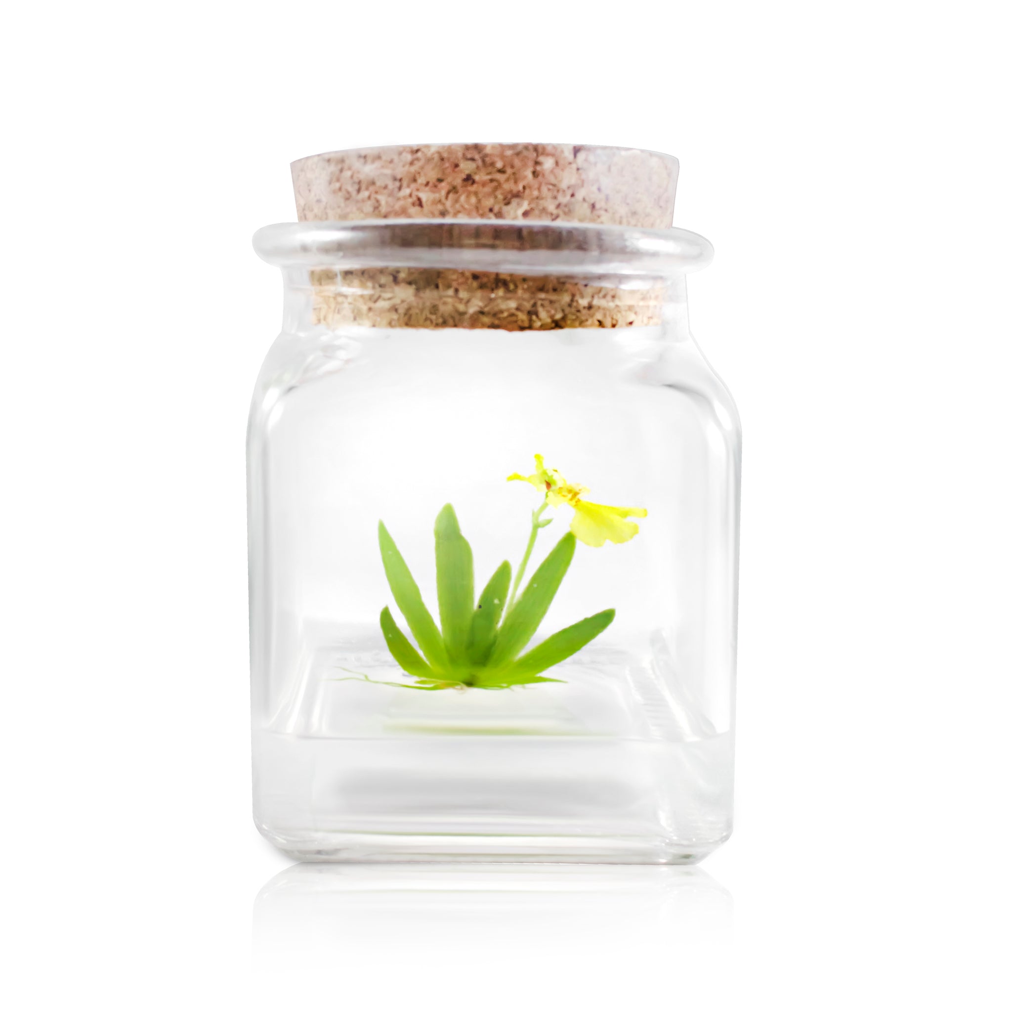 Live Miniature Orchid Terrarium view 7