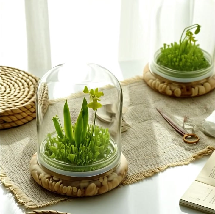 Everlasting Orchid Terrarium with Sundew Moss - Psygmorchi… view 2