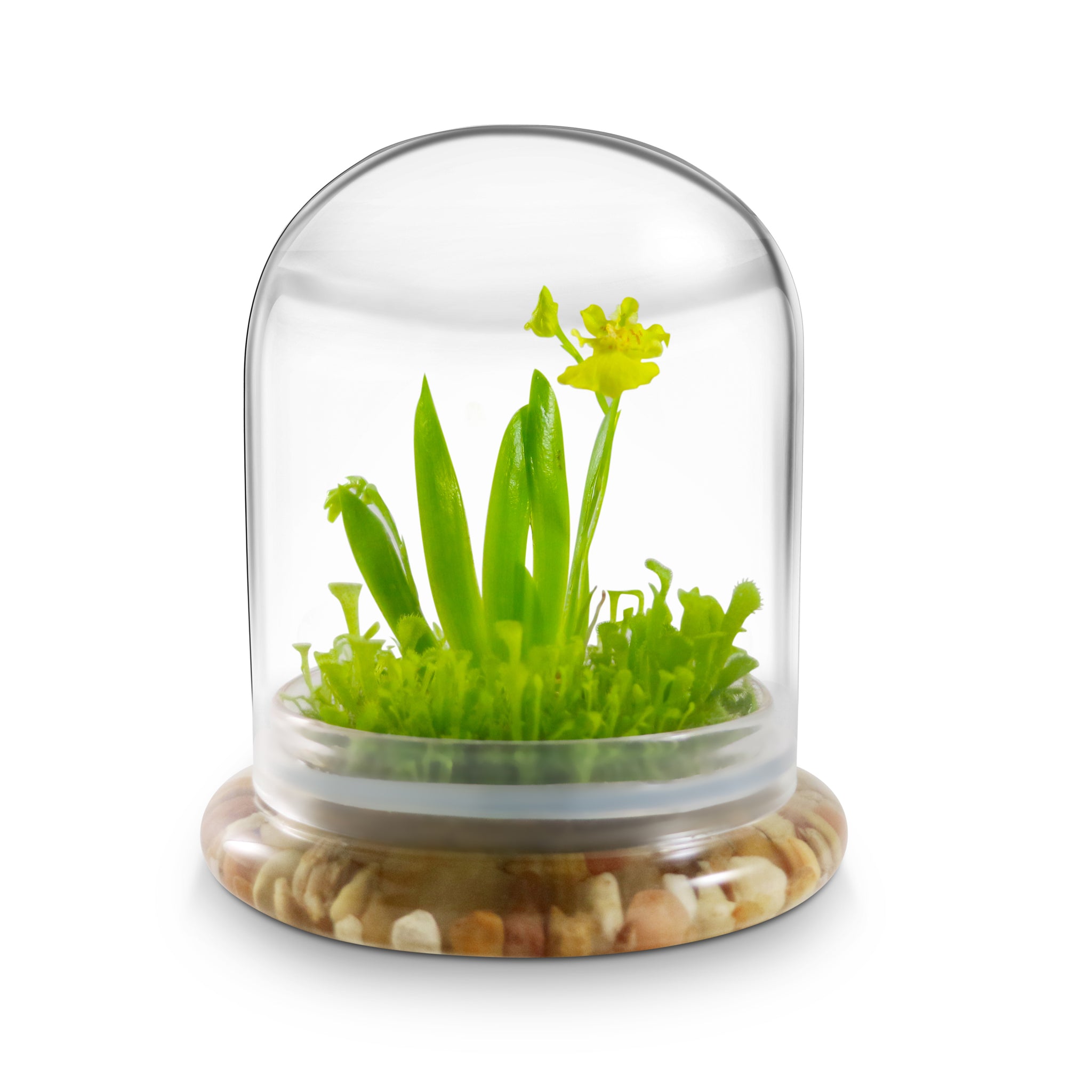Everlasting Orchid Terrarium with Sundew Moss - Psygmorchi… view 4