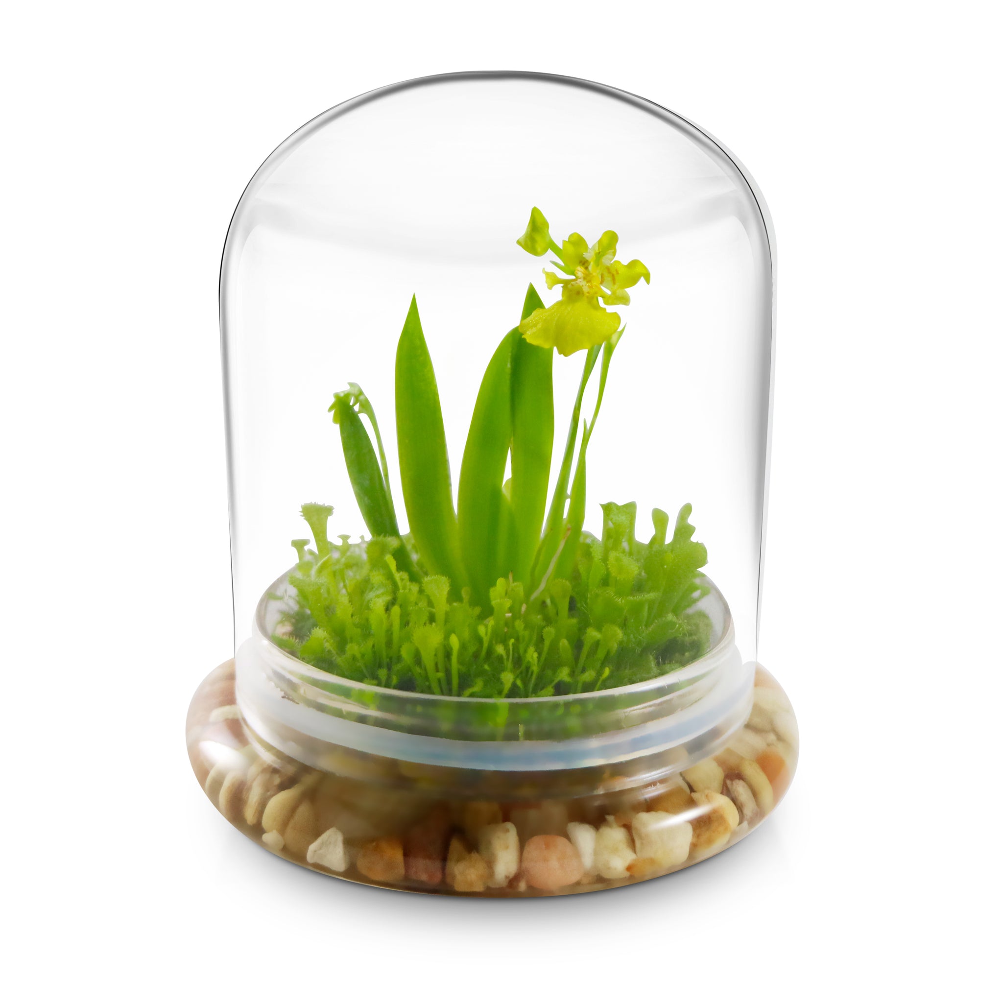 Everlasting Orchid Terrarium with Sundew Moss - Psygmorchi… view 5