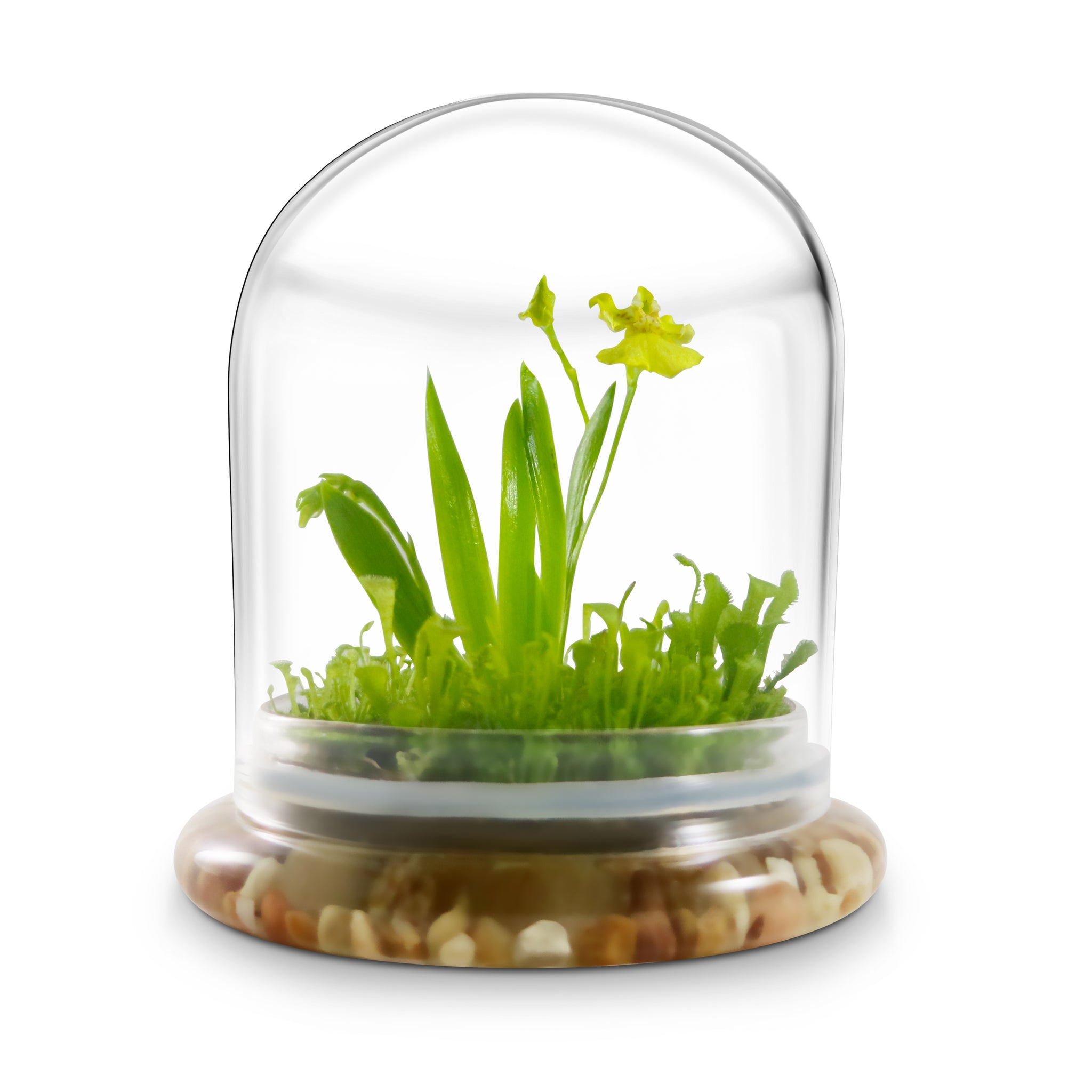 Everlasting Orchid Terrarium with Sundew Moss - Psygmorchi… view 8