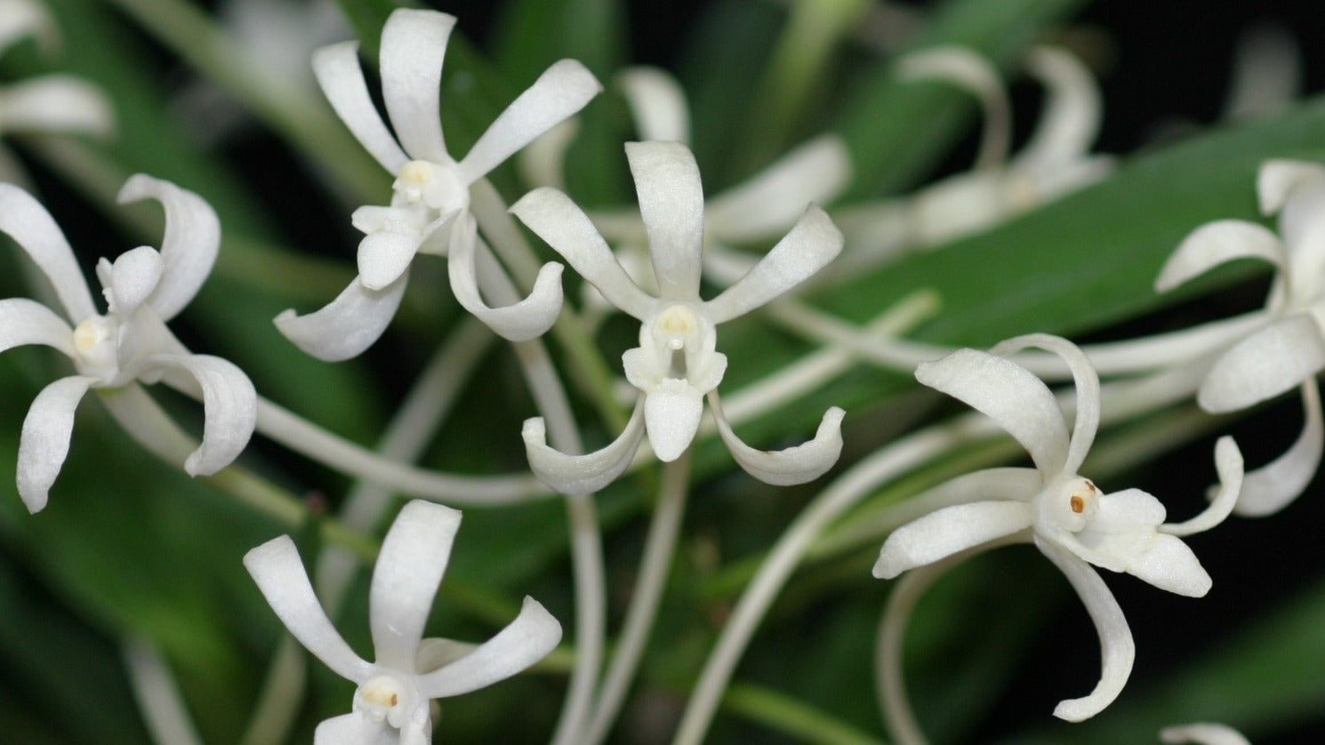 Vanda falcata
