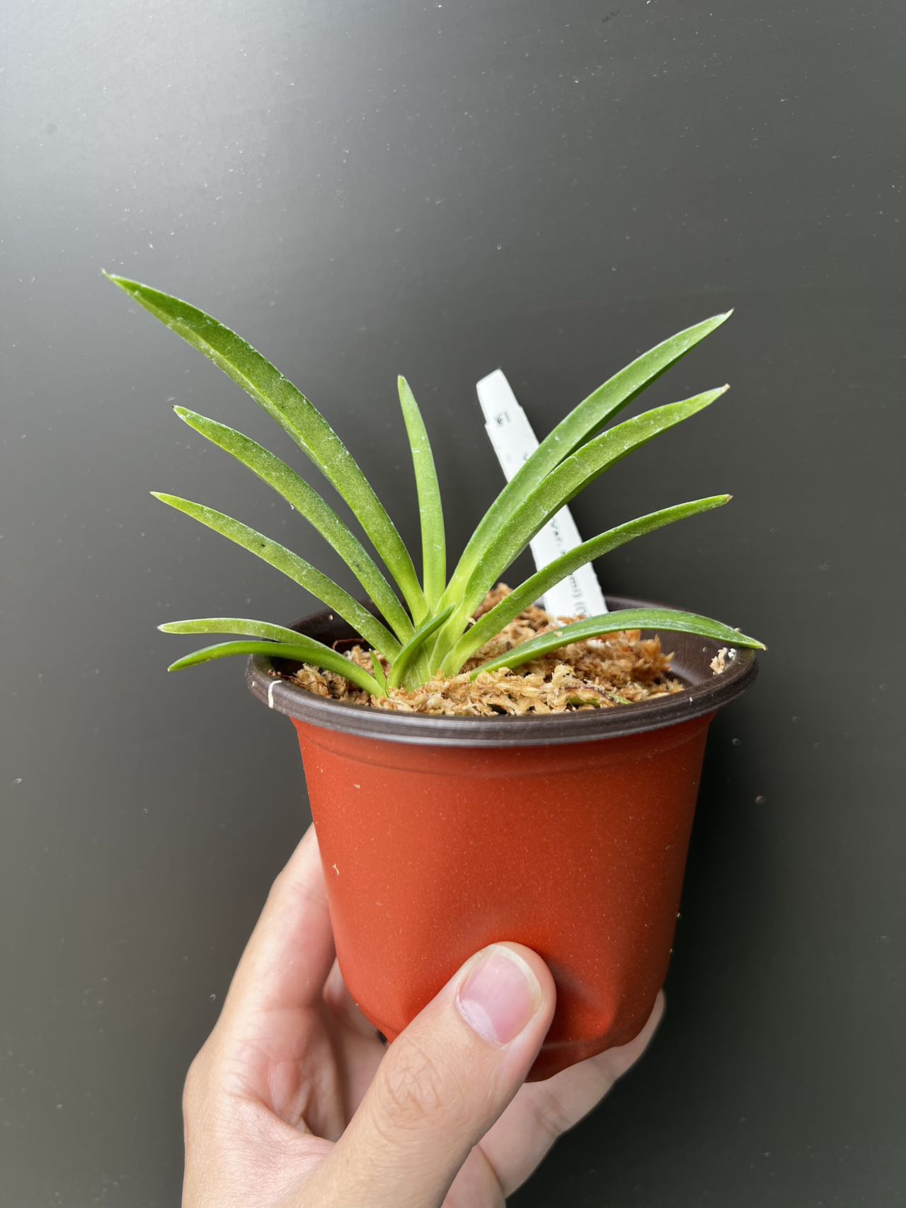 Vanda falcata var. armanii 'White Snow' x self view 2