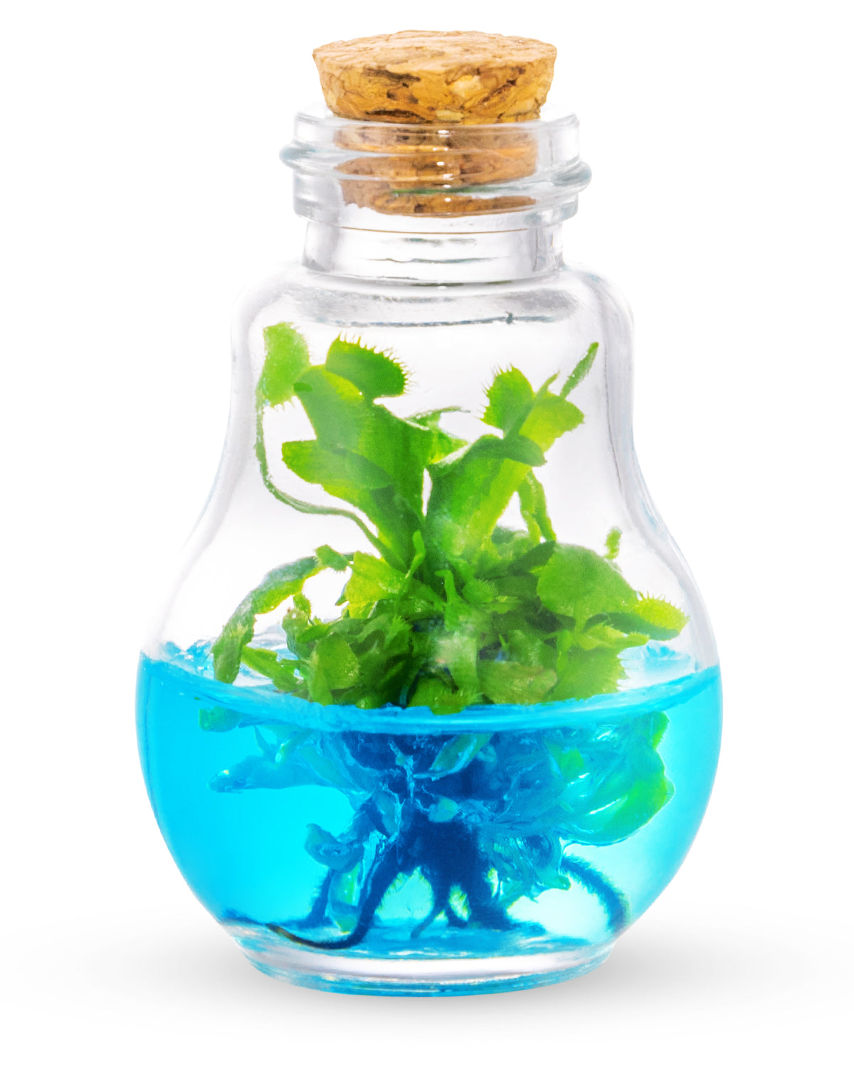 Venus Flytrap Terrarium view 4