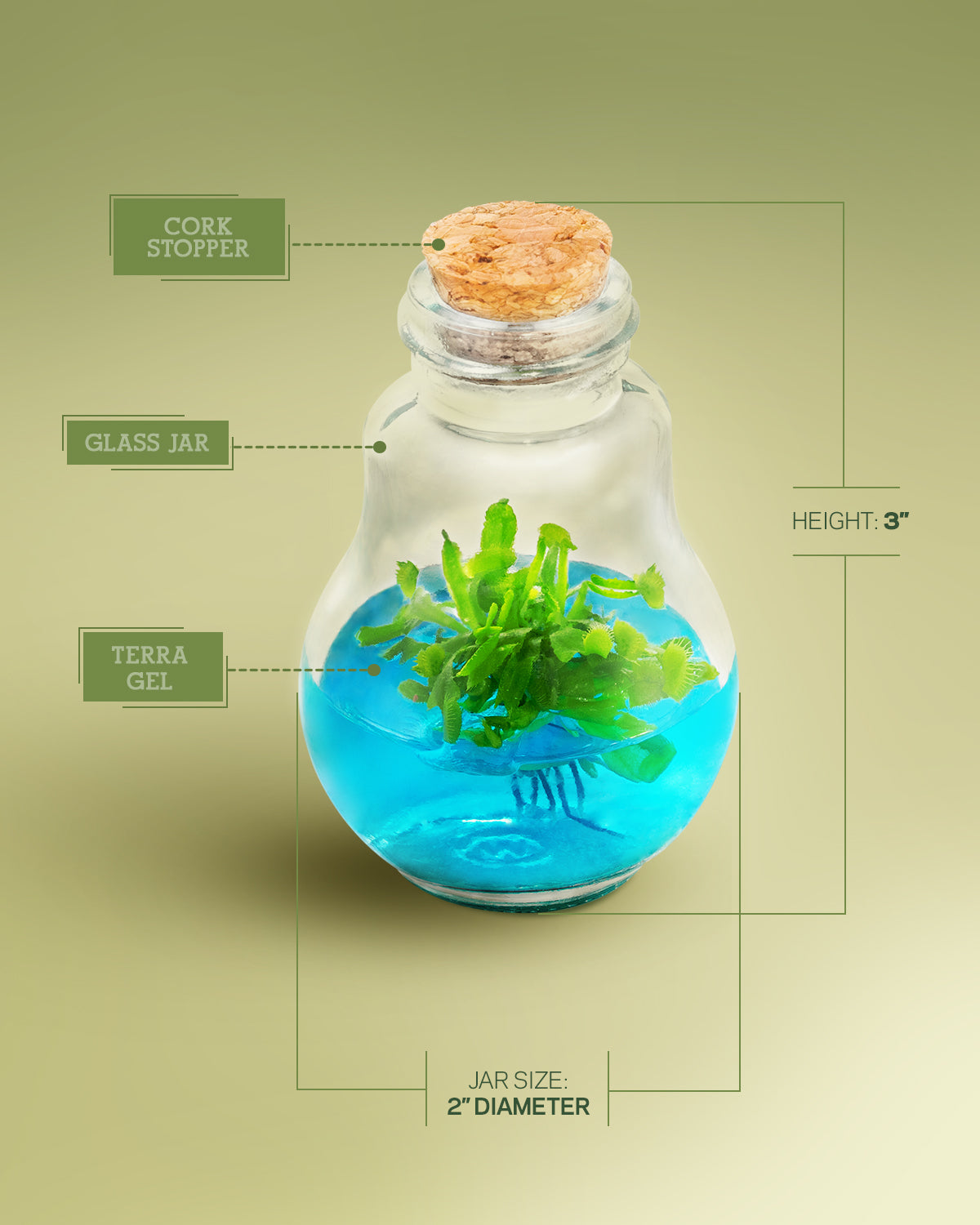Venus Flytrap Terrarium view 5