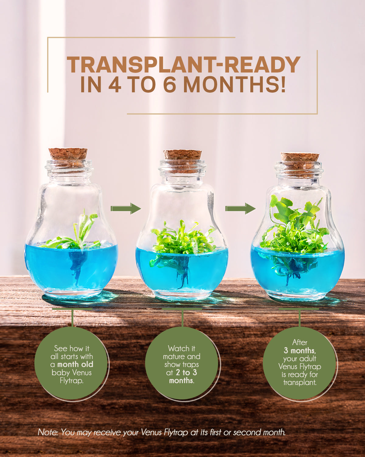 Venus Flytrap Terrarium view 8