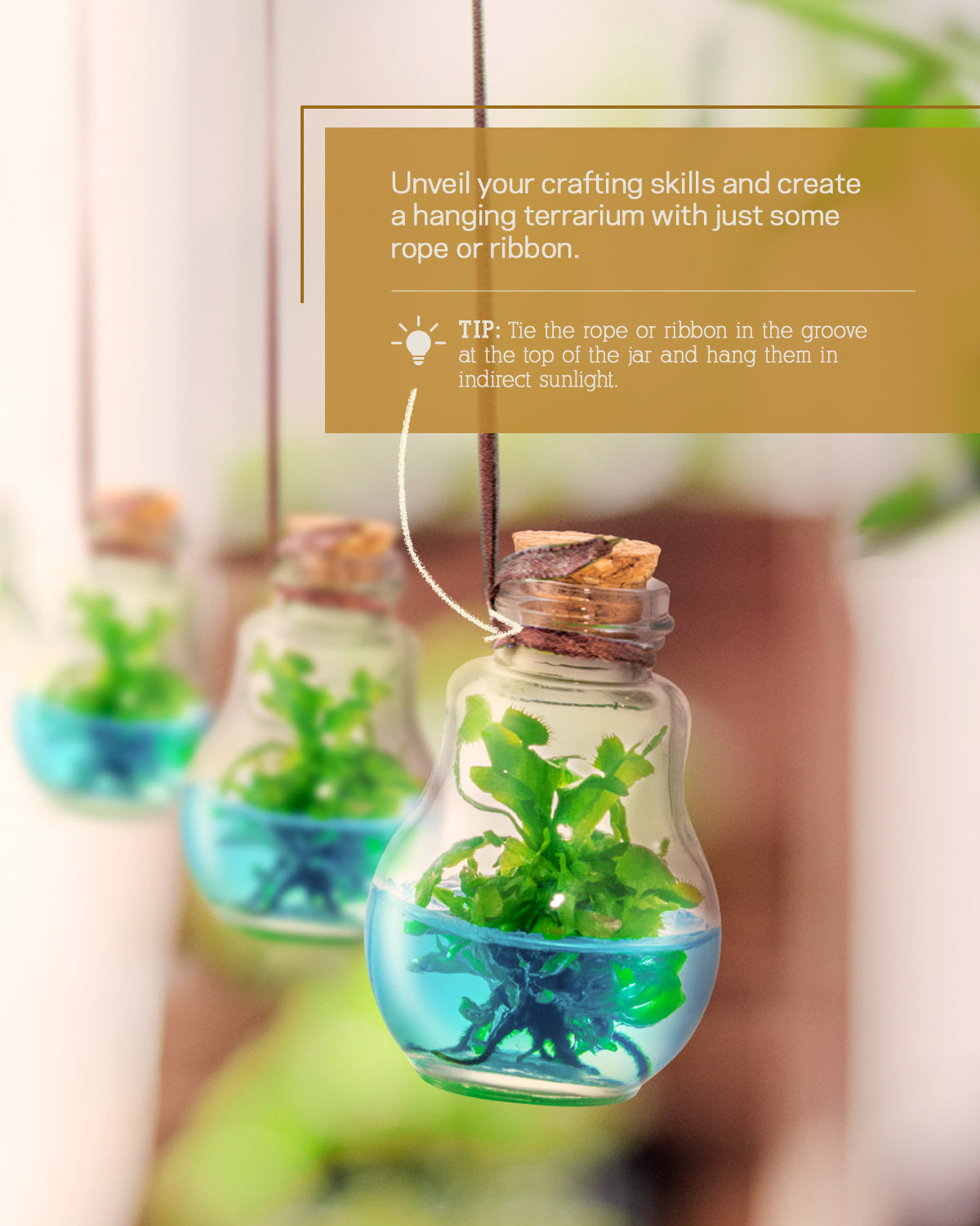 Venus Flytrap Terrarium view 10